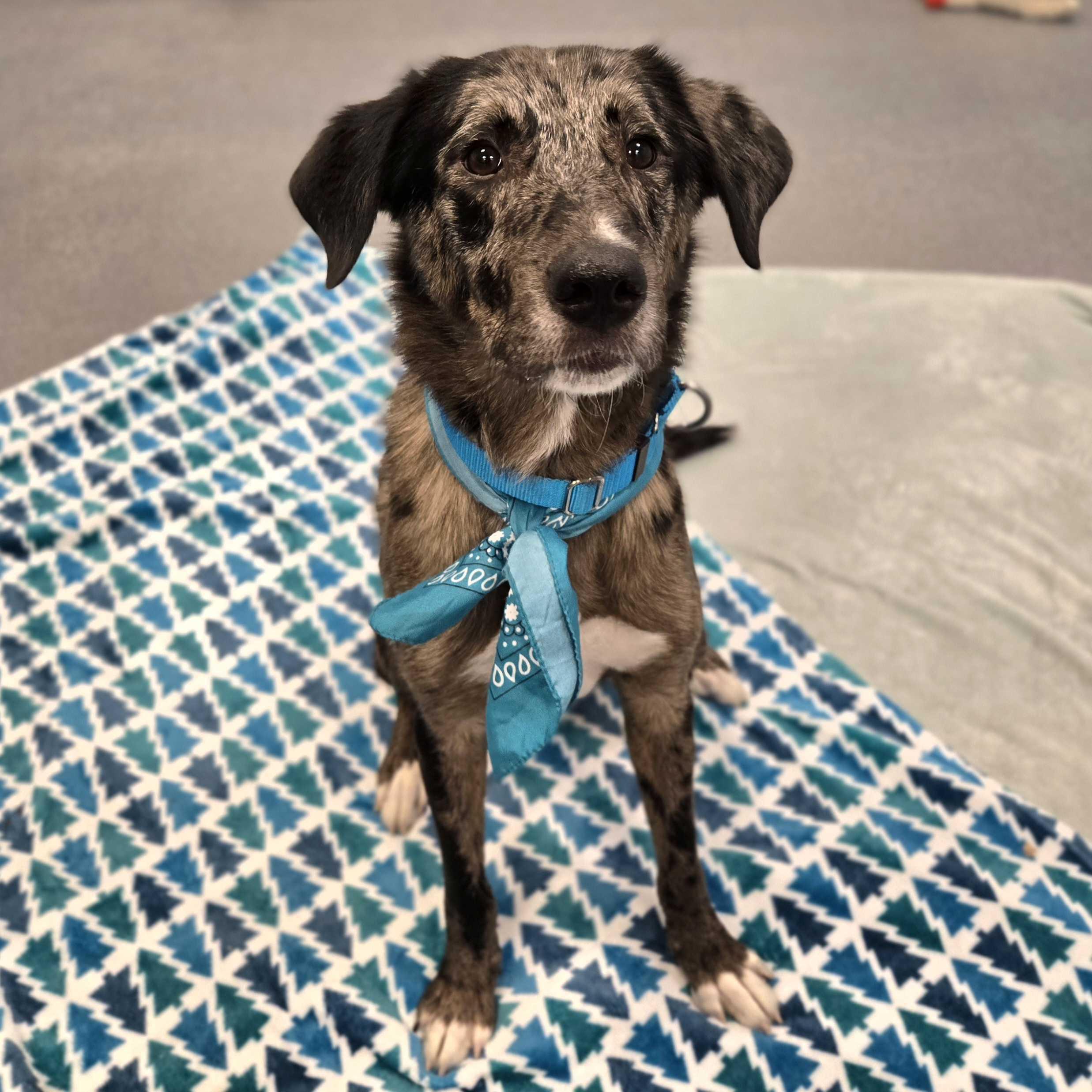 Enlarge Orange, an adopted Mixed Breed in Canal Winchester, OH image 1/6