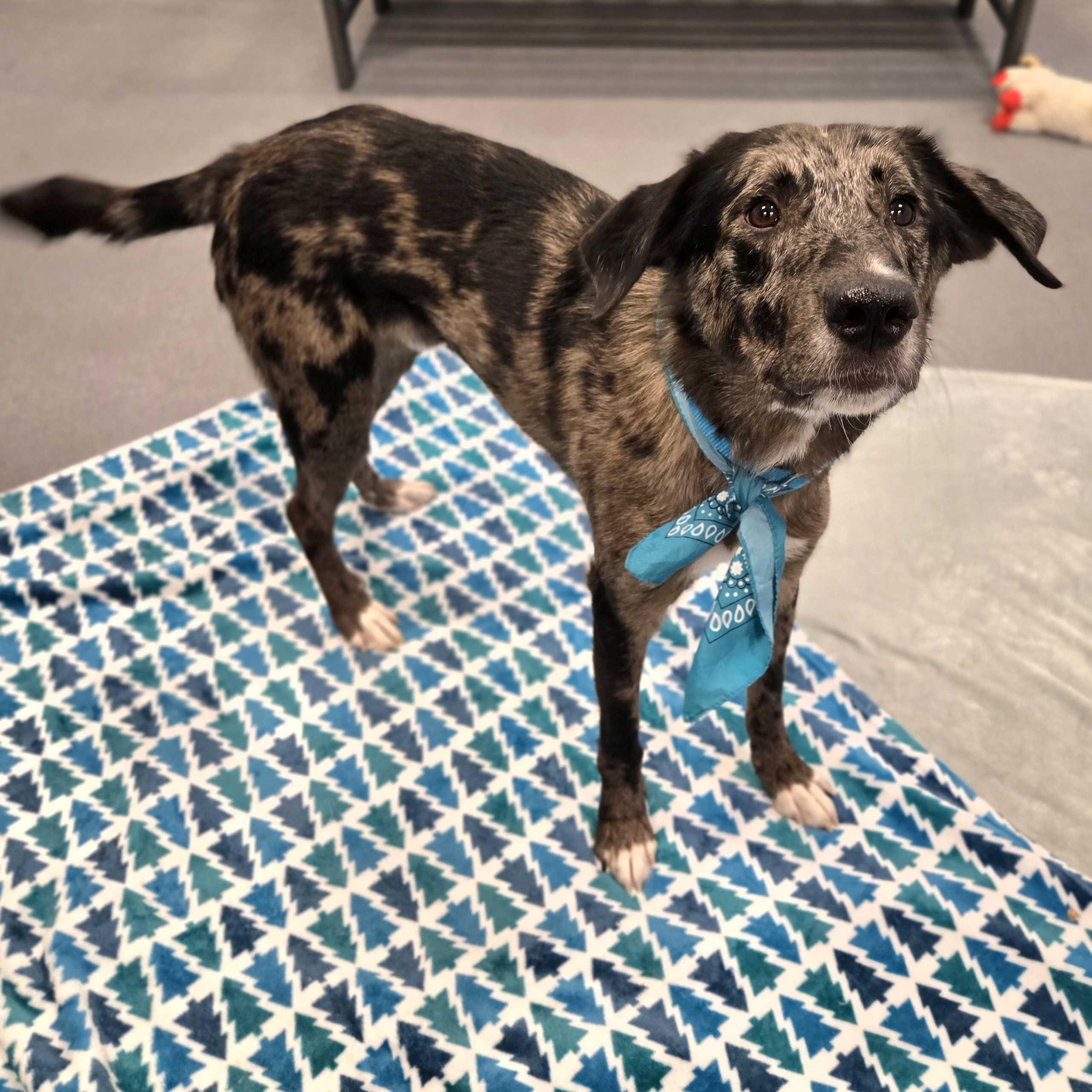 Enlarge Orange, an adopted Mixed Breed in Canal Winchester, OH image 2/6