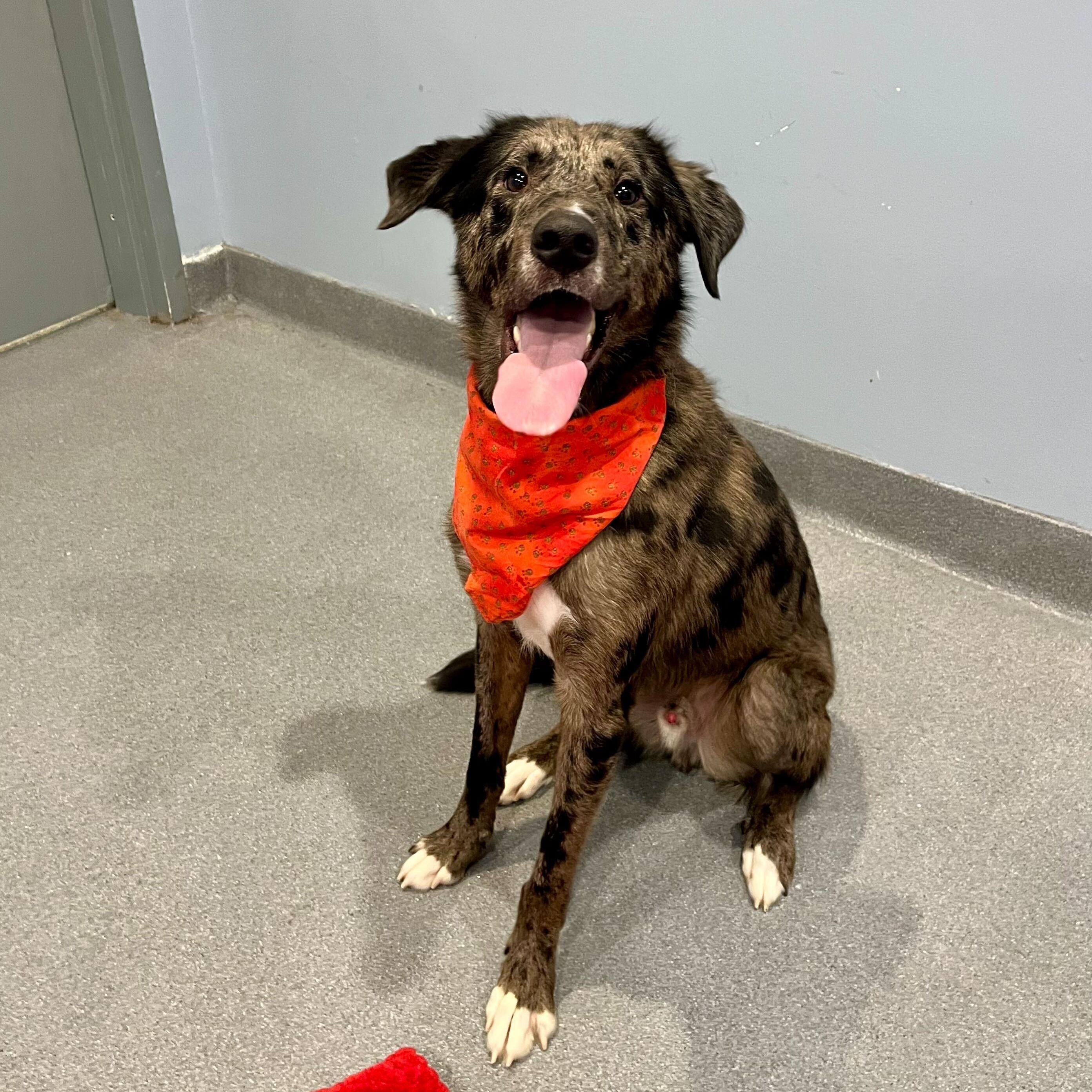 Orange, adoptable, Young Male Mixed Breed.