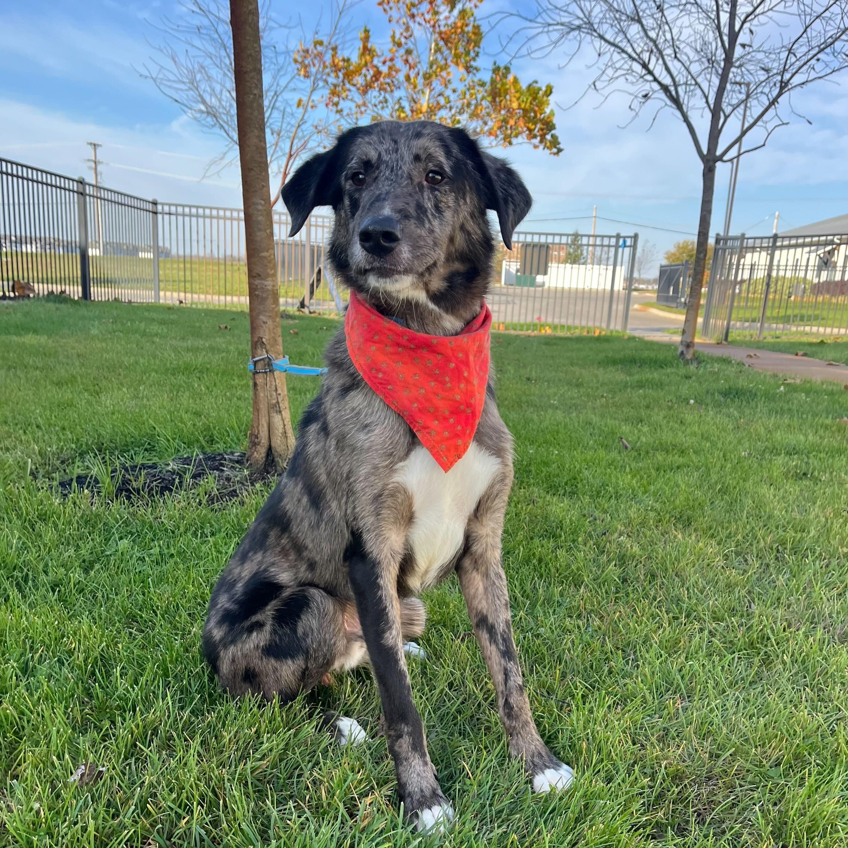 Enlarge Orange, an adopted Mixed Breed in Canal Winchester, OH image 5/6