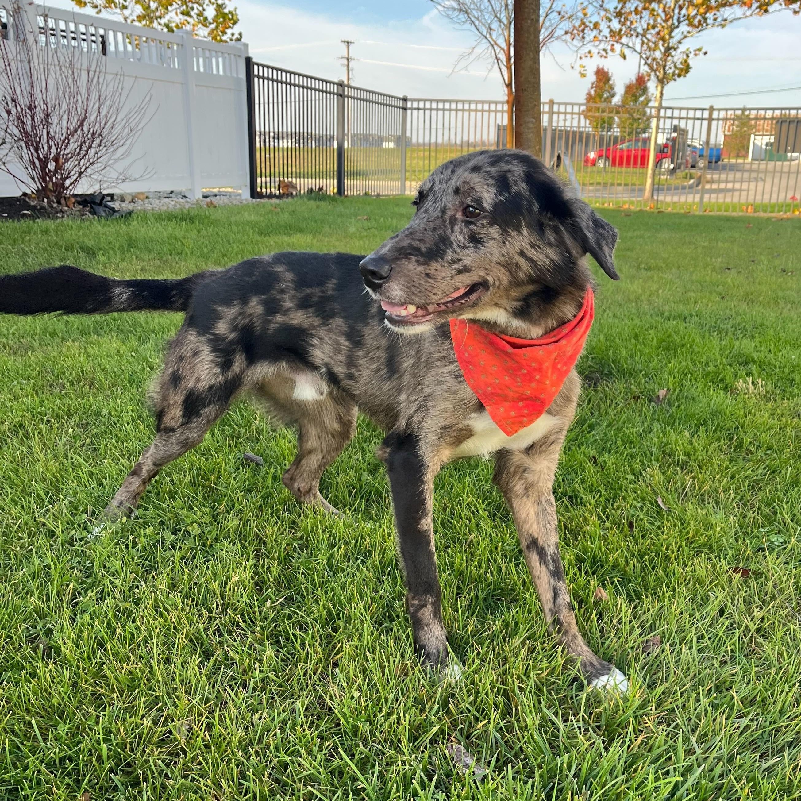 Enlarge Orange, an adopted Mixed Breed in Canal Winchester, OH image 6/6