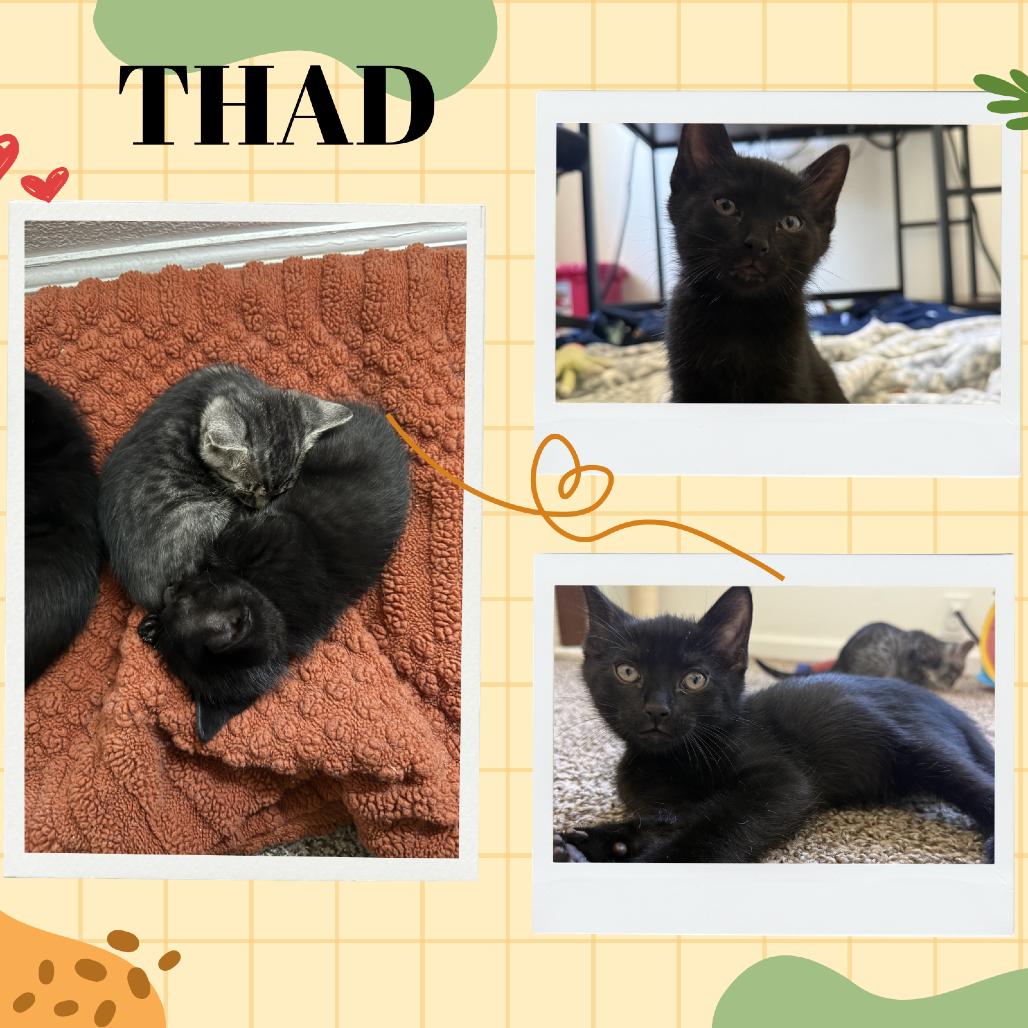 Thad, Adoptable, Kitten Male Domestic Short Hair.