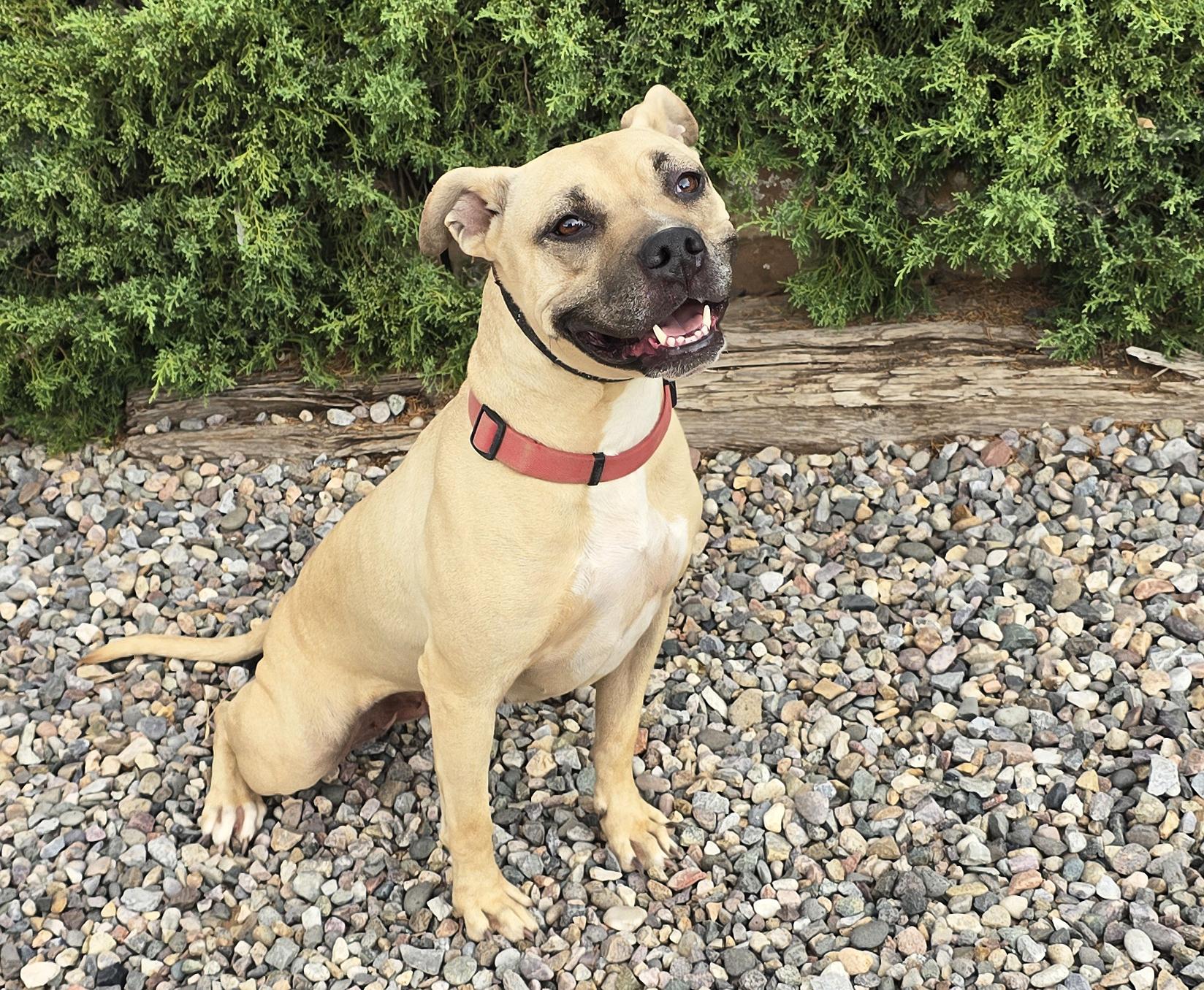 Enlarge Silly SWEET Ms Strudel - Lovely Lady, a Adoptable Pit Bull Terrier in Albuquerque, NM image 2/2