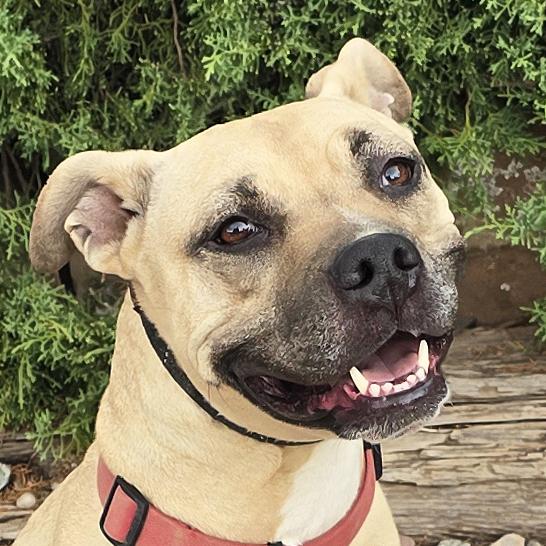 Enlarge Silly SWEET Ms Strudel - Lovely Lady, a Adoptable Pit Bull Terrier in Albuquerque, NM image 1/2