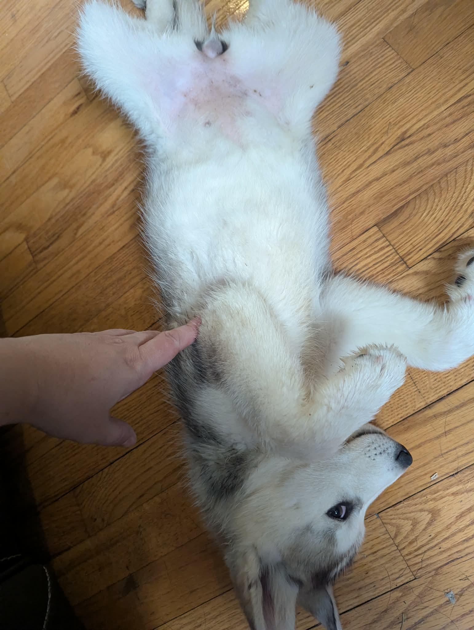 Enlarge Zoey, a ADOPTABLE Husky in Crystal Lake, IL image 2/6