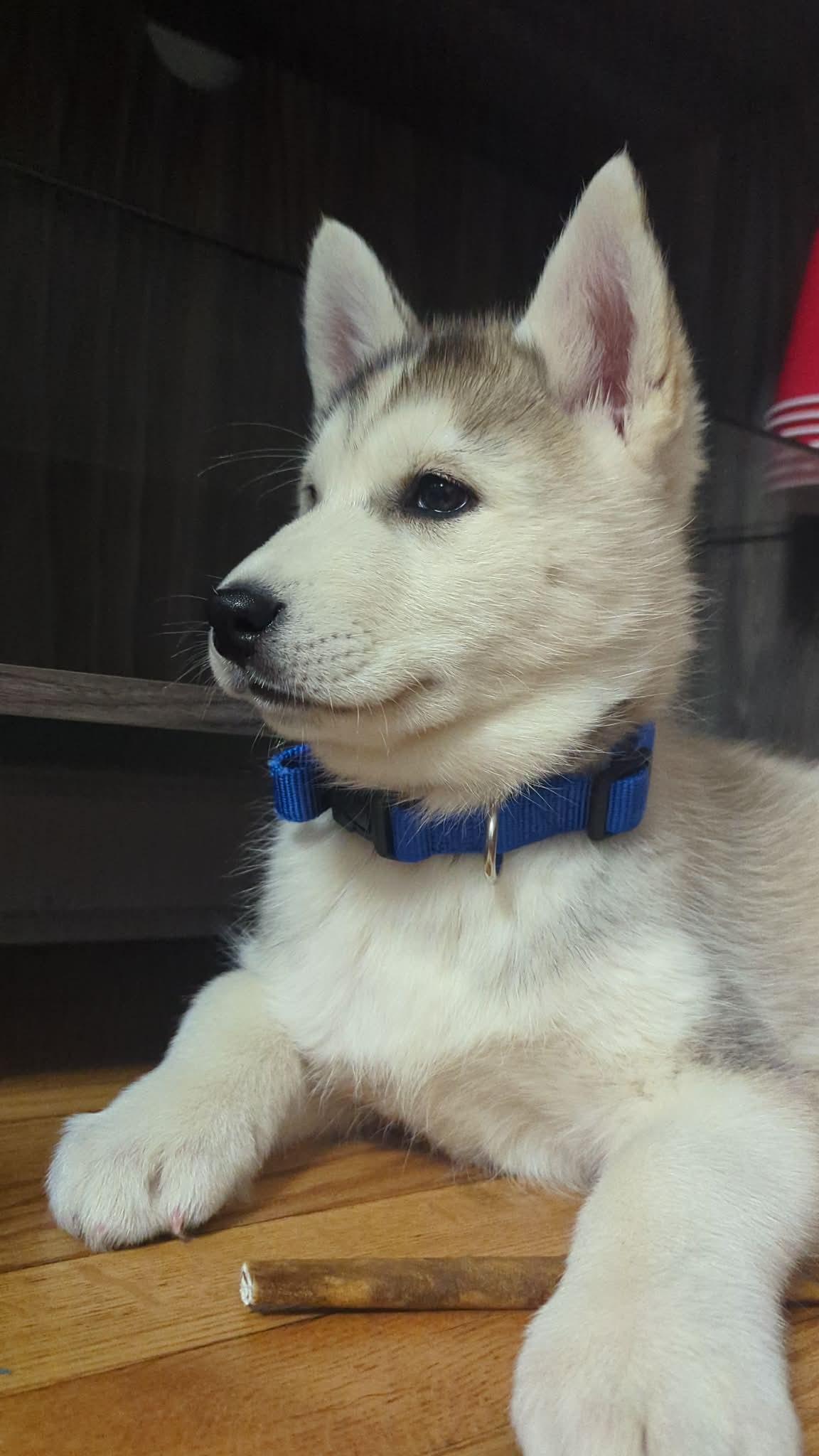 Enlarge Zoey, a ADOPTABLE Husky in Crystal Lake, IL image 3/6