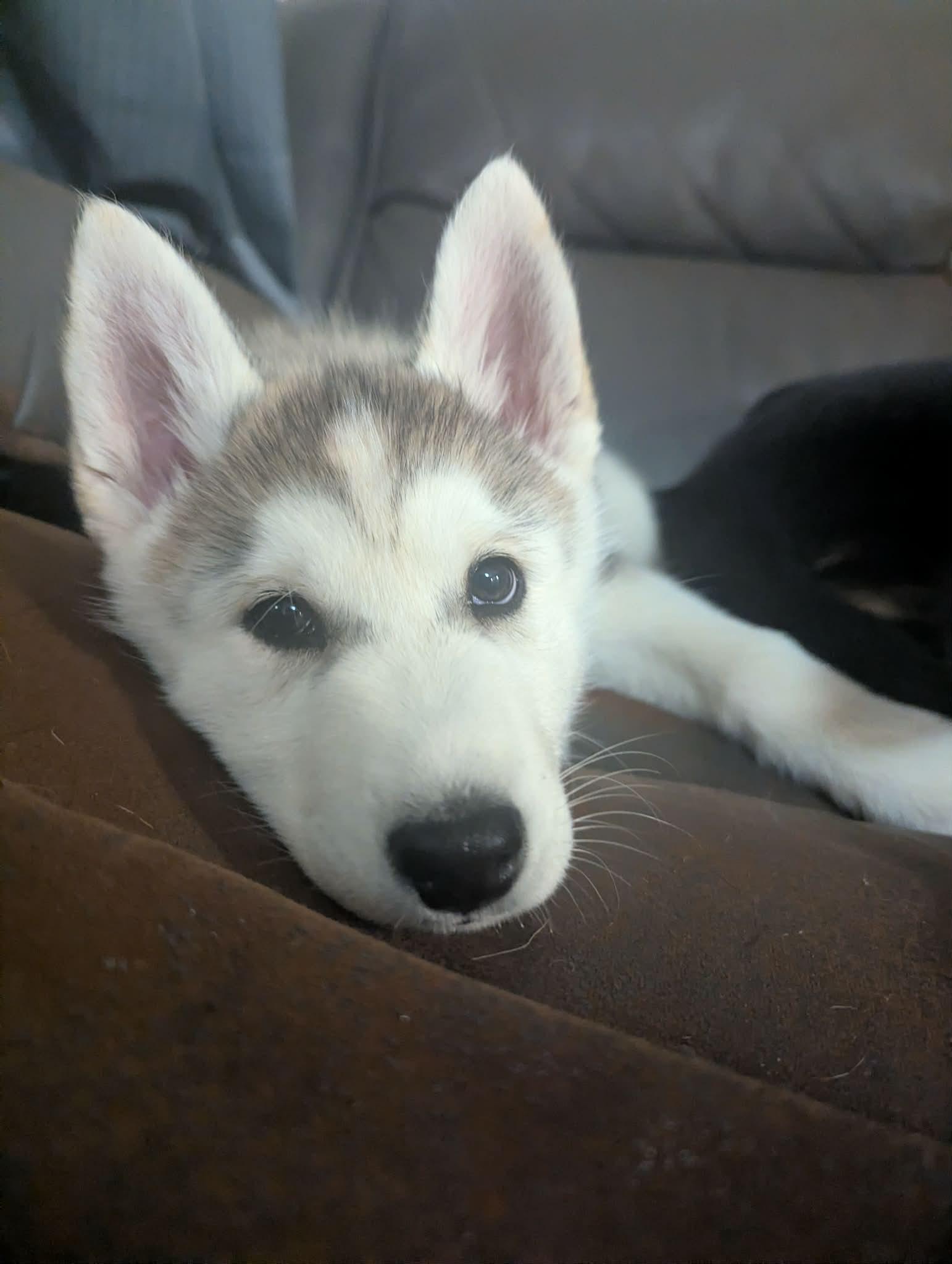 Enlarge Zoey, a ADOPTABLE Husky in Crystal Lake, IL image 6/6