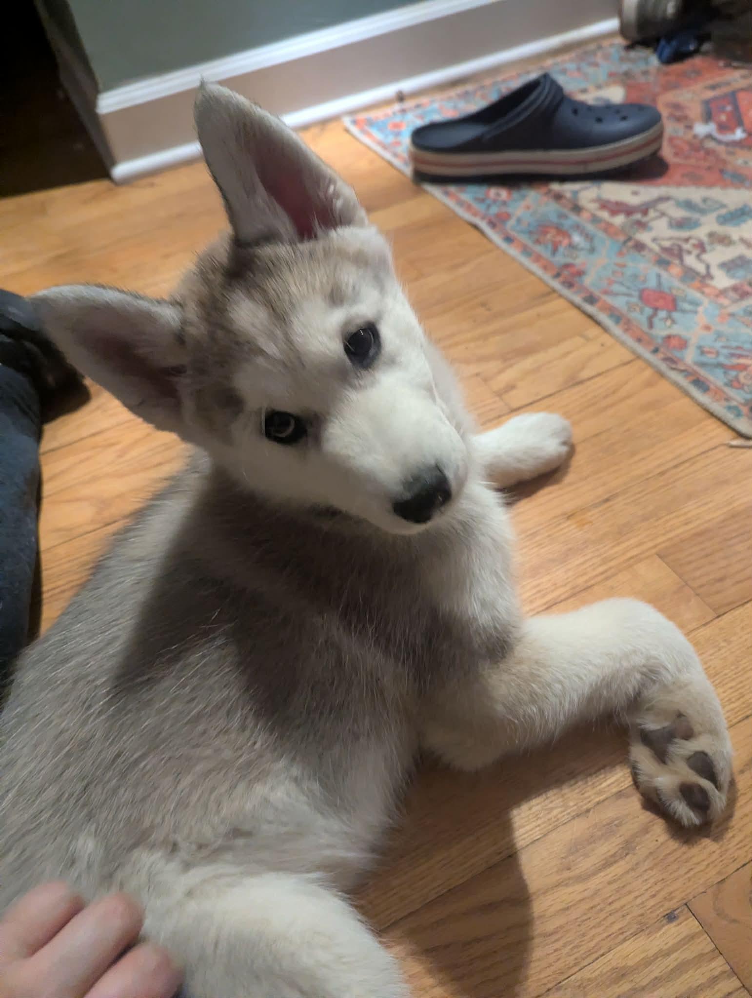 Enlarge Zoey, a ADOPTABLE Husky in Crystal Lake, IL image 4/6