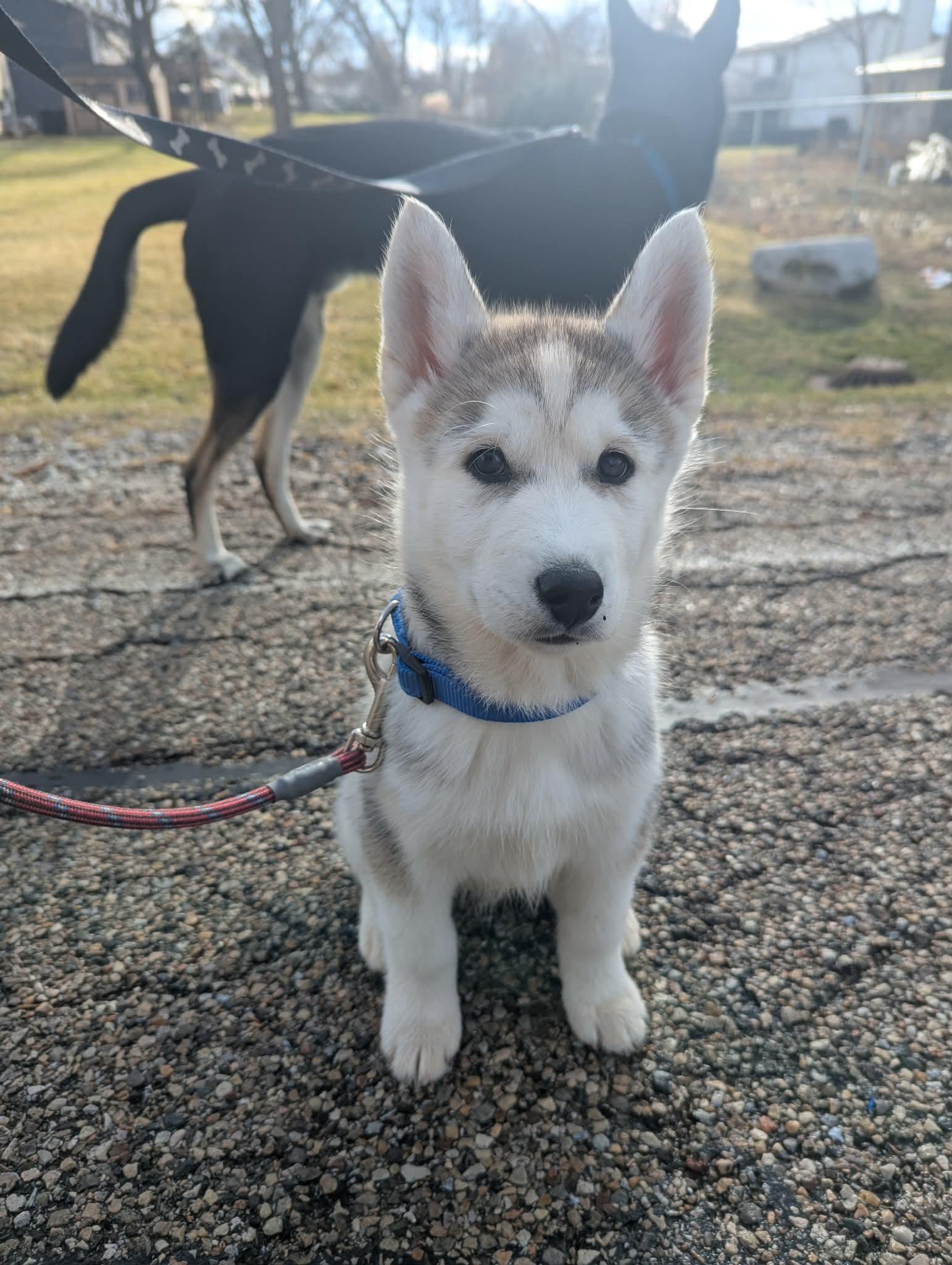 Zoey, ADOPTABLE, Puppy Female Husky.
