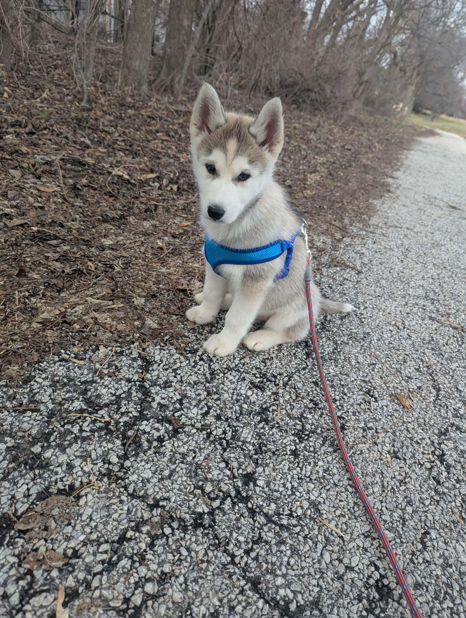Enlarge Zoey, a ADOPTABLE Husky in Crystal Lake, IL image 5/6