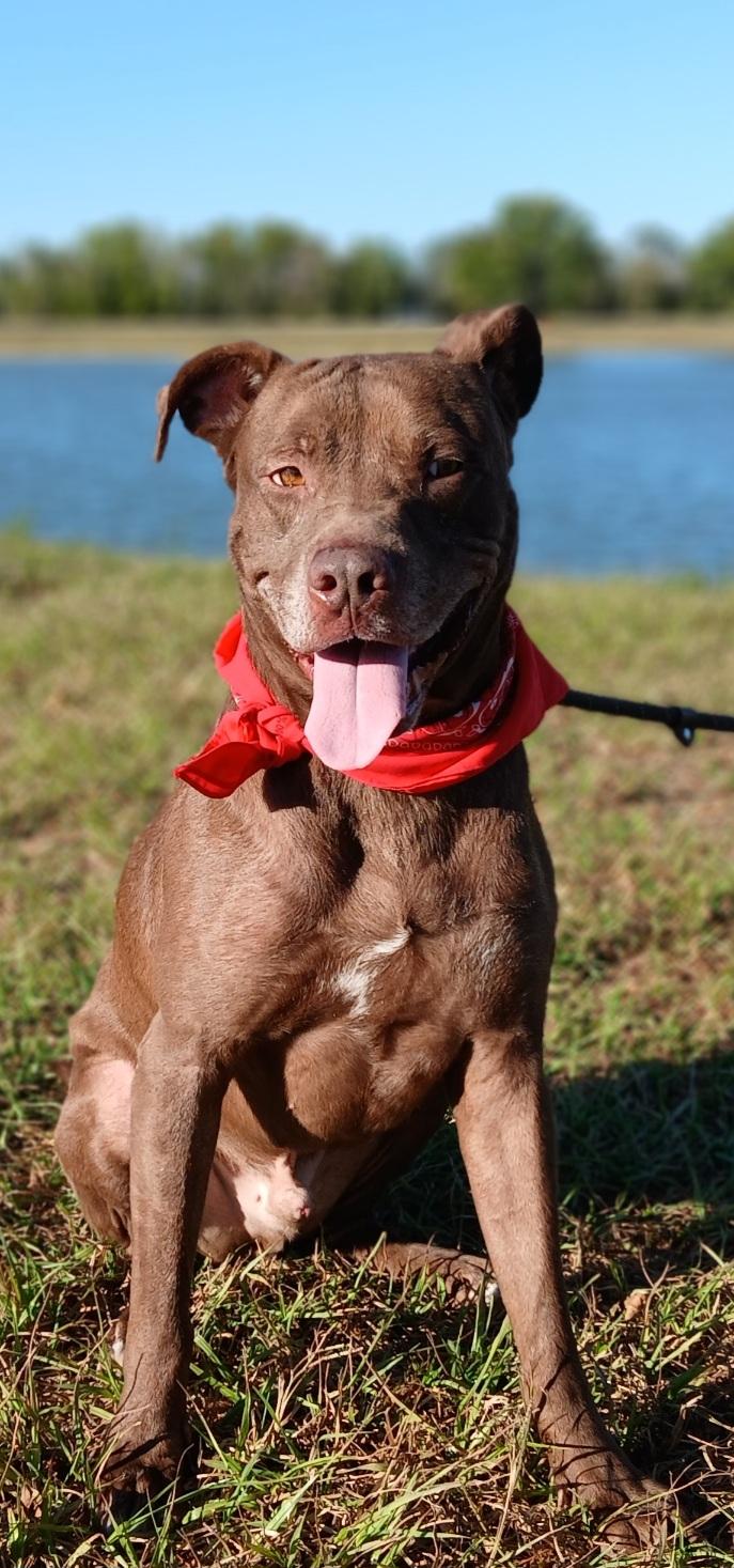 Brownie - Loves to play fetch! (CT-956241), Adoptable, Young Male Chocolate Labrador Retriever.