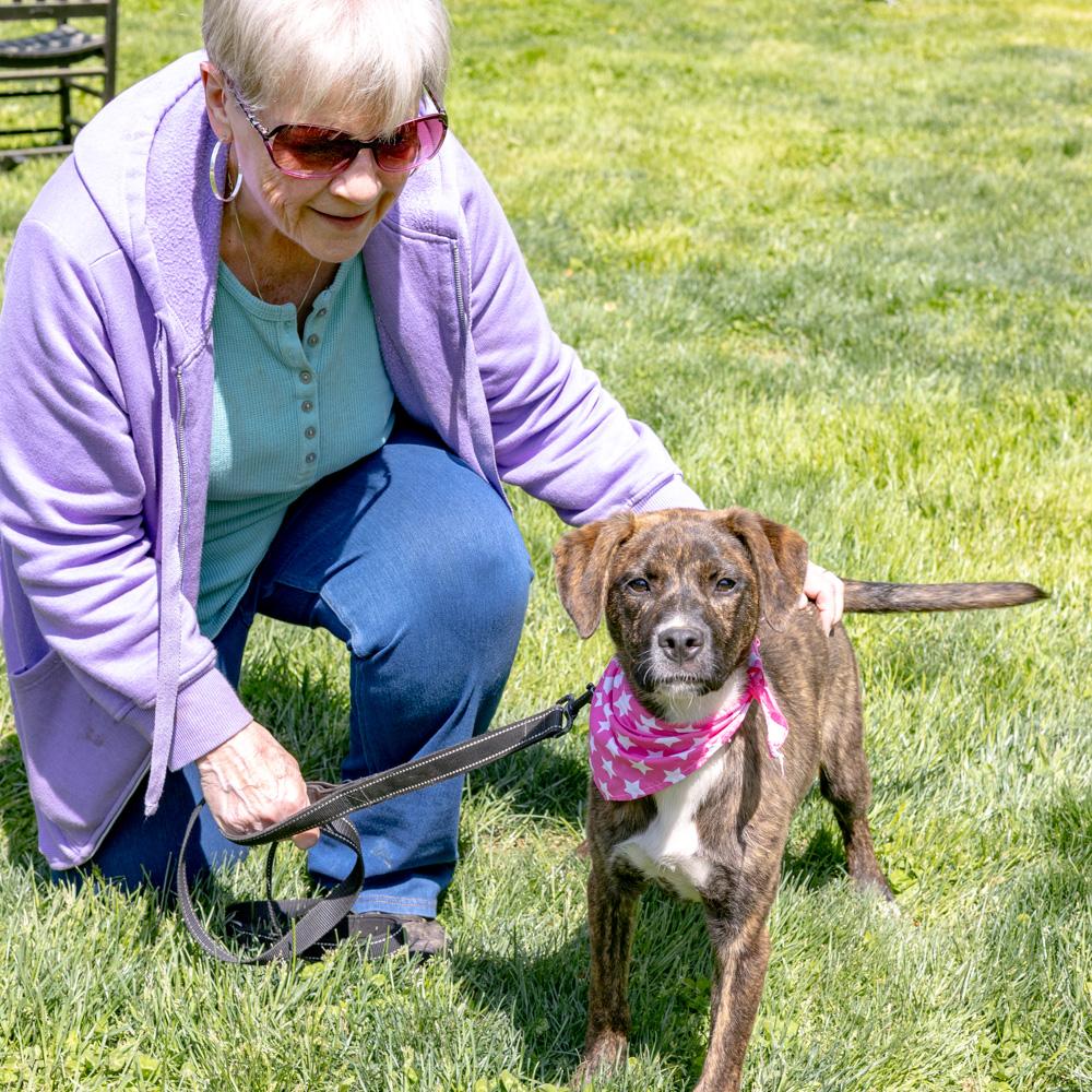 Enlarge Maisey  Female  , a Adoptable mixed breed in West Grove, PA image 6/6