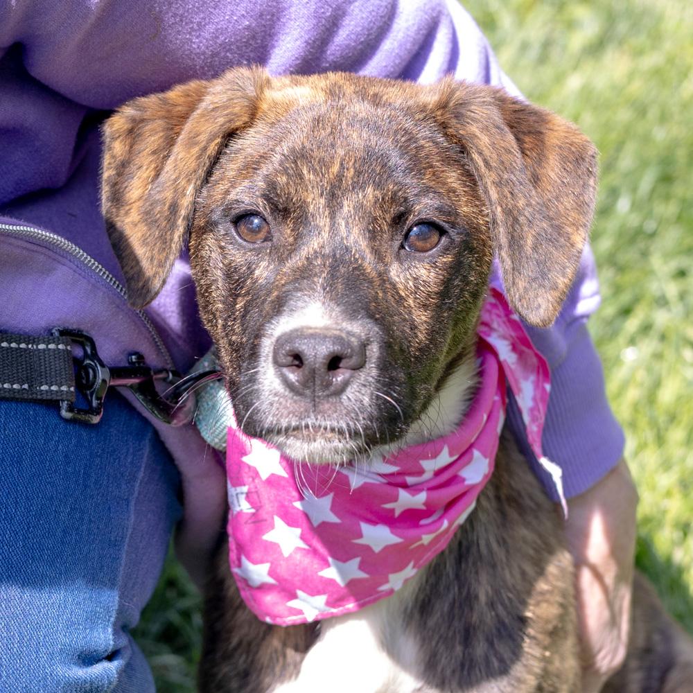 Enlarge Maisey  Female  , a Adoptable mixed breed in West Grove, PA image 5/6