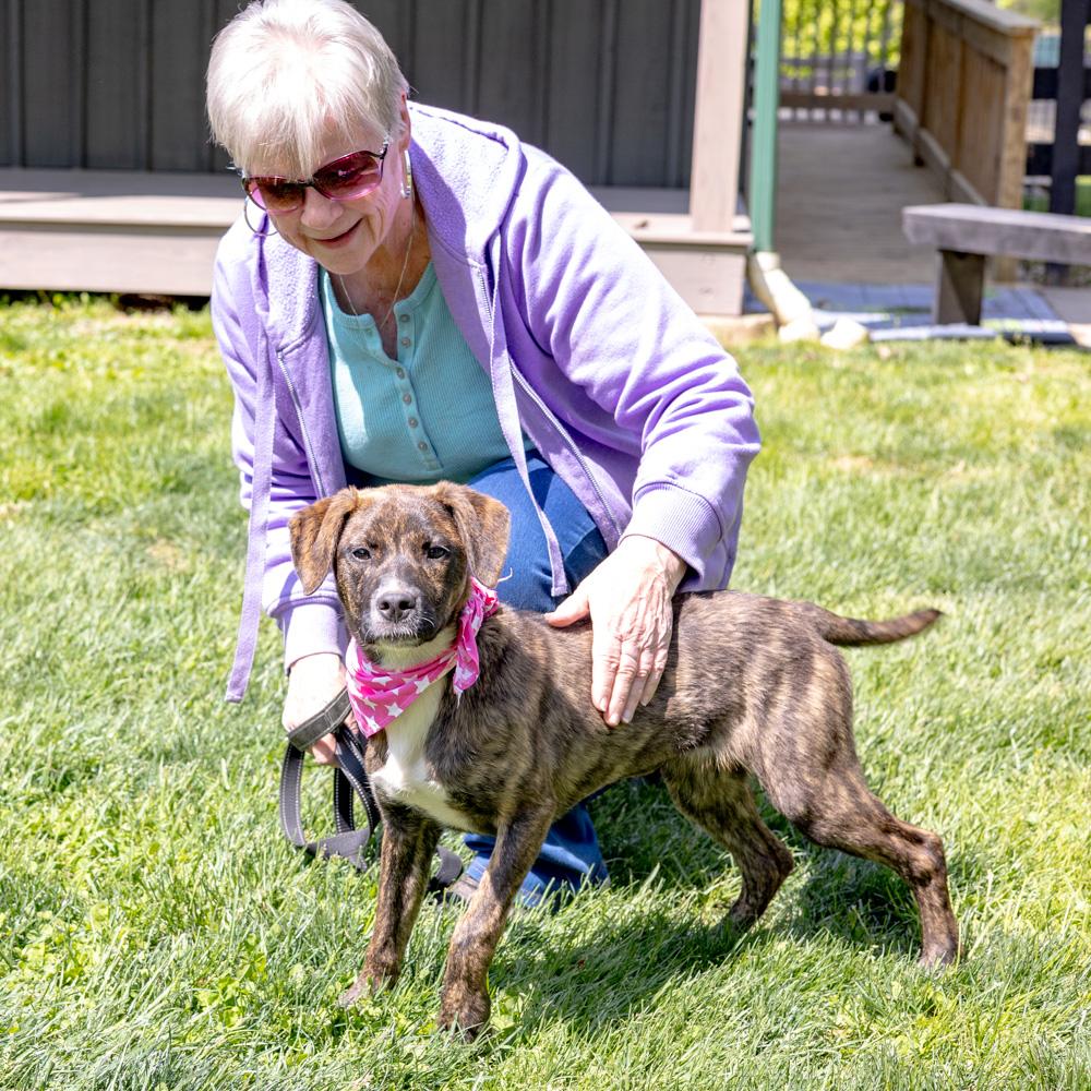 Enlarge Maisey  Female  , a Adoptable mixed breed in West Grove, PA image 4/6