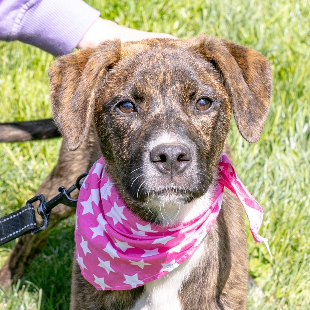 Enlarge Maisey  Female  , a Adoptable mixed breed in West Grove, PA image 1/6