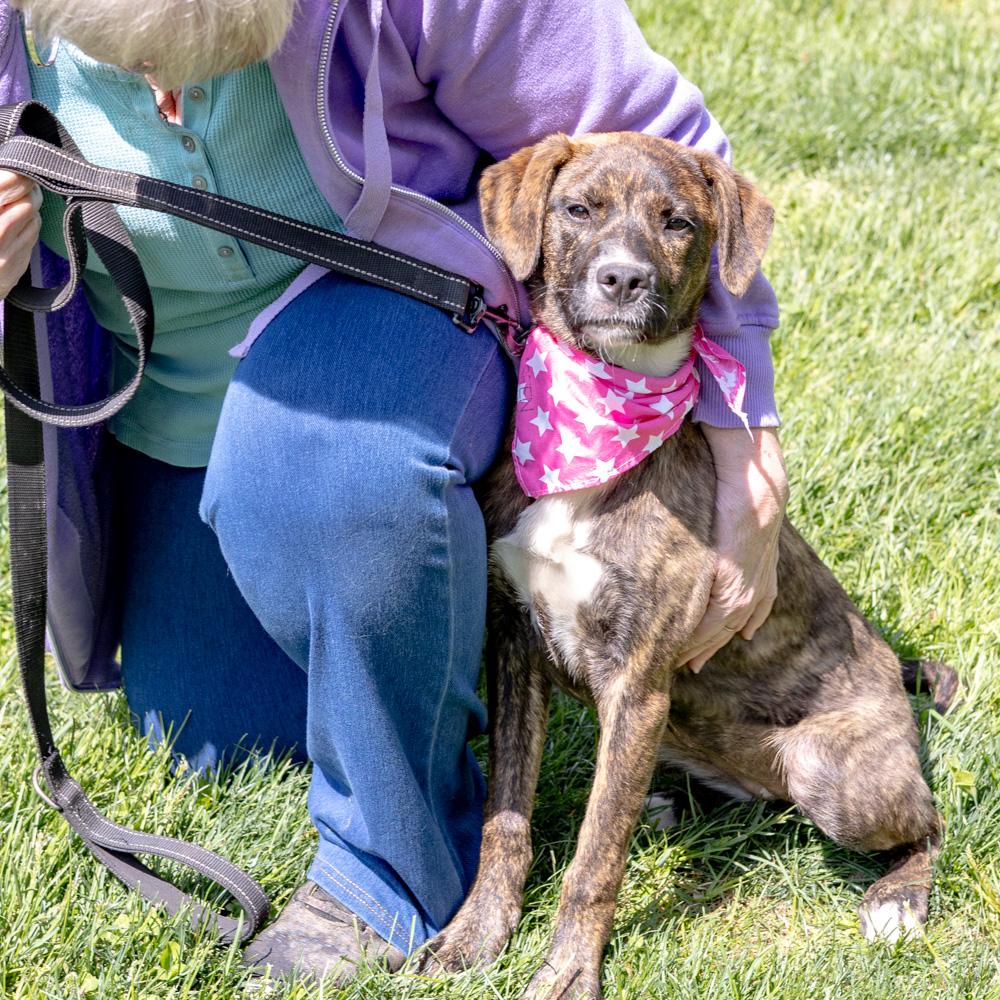 Enlarge Maisey  Female  , a Adoptable mixed breed in West Grove, PA image 2/6