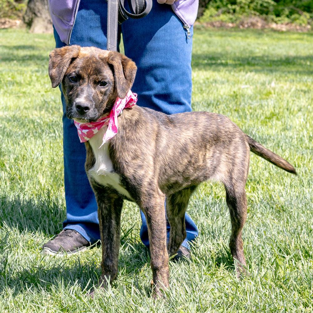 Enlarge Maisey  Female  , a Adoptable mixed breed in West Grove, PA image 3/6