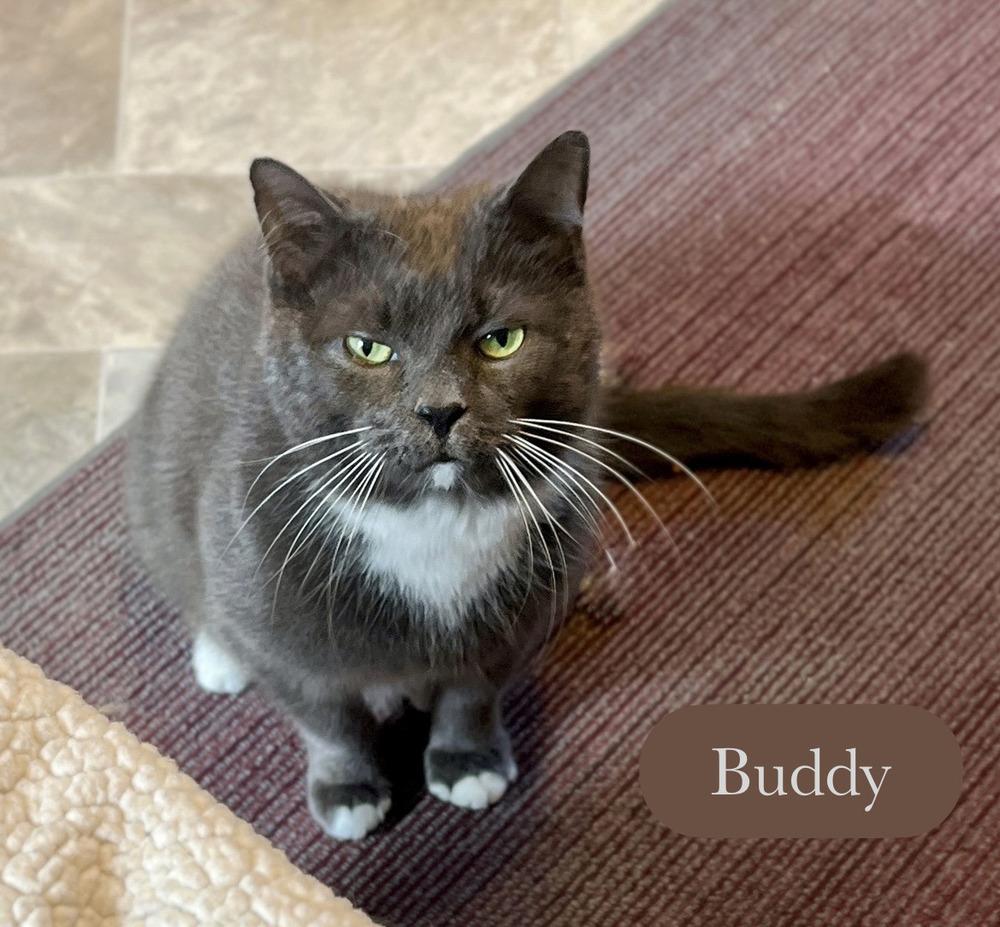 Buddy, Adoptable, Adult Male Domestic Short Hair.