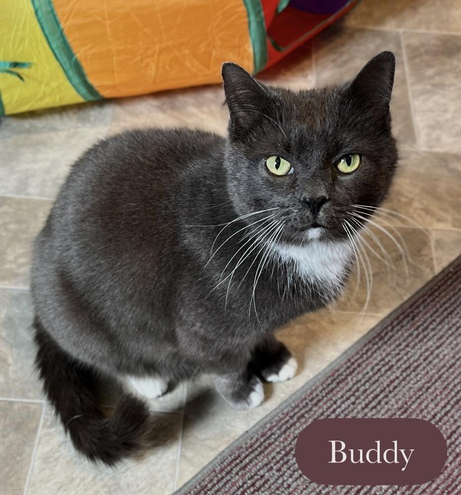 Enlarge Buddy, a Adoptable Domestic Short Hair in Chalfont, PA image 2/6