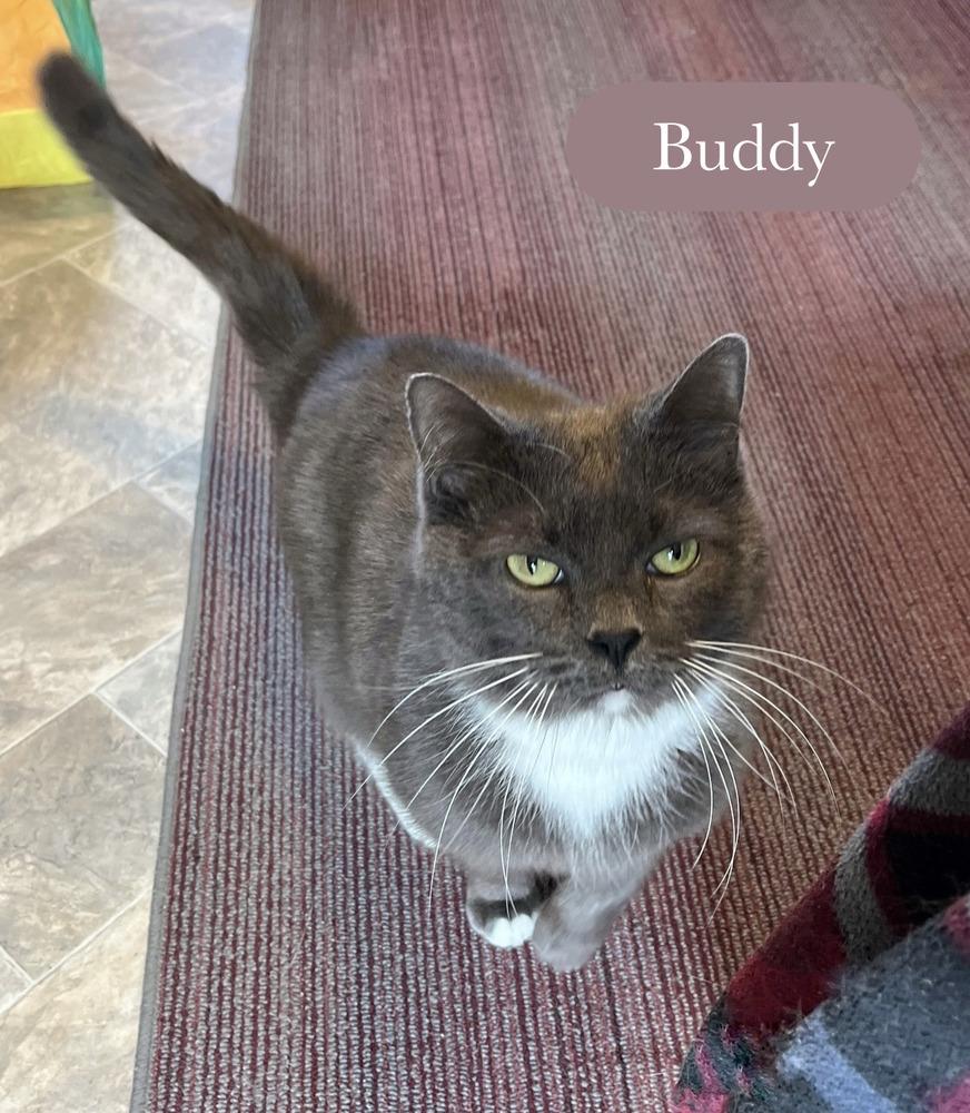 Enlarge Buddy, a Adoptable Domestic Short Hair in Chalfont, PA image 3/6