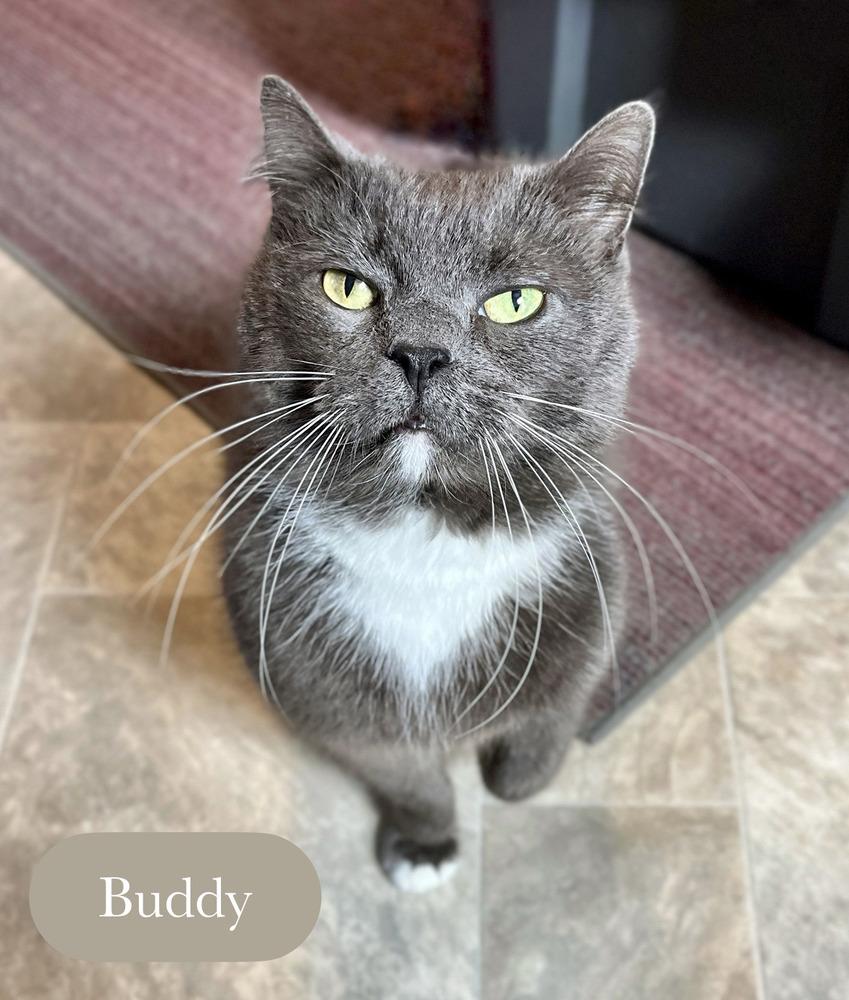 Buddy, Adoptable, Adult Male Domestic Short Hair.