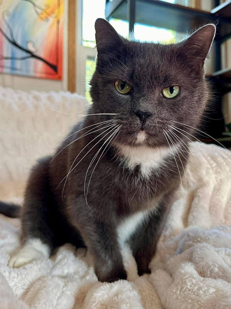 Enlarge Buddy, a Adoptable Domestic Short Hair in Chalfont, PA image 5/6