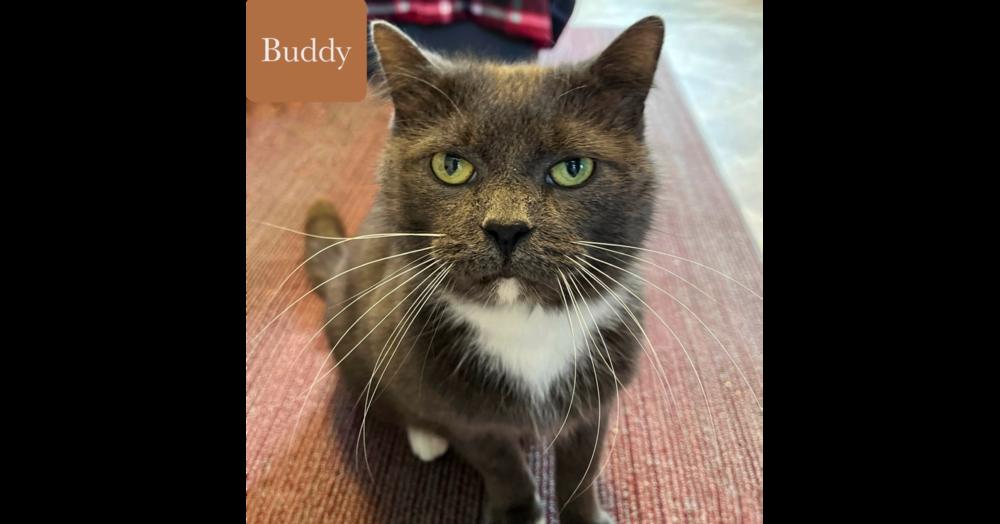 Enlarge Buddy, a Adoptable Domestic Short Hair in Chalfont, PA image 6/6