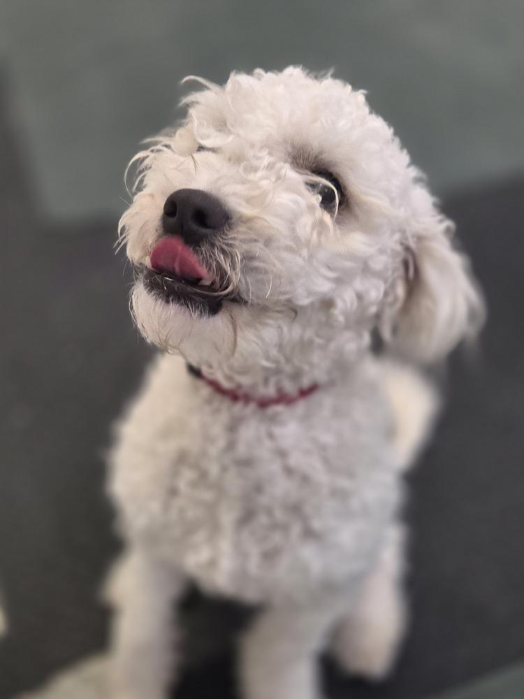 Enlarge Paris, a Adoptable mixed breed in Lockhart, TX image 1/5