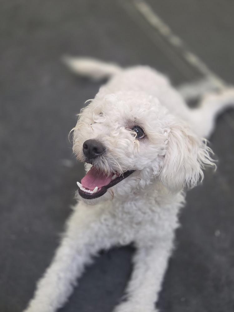 Enlarge Paris, a Adoptable mixed breed in Lockhart, TX image 2/5