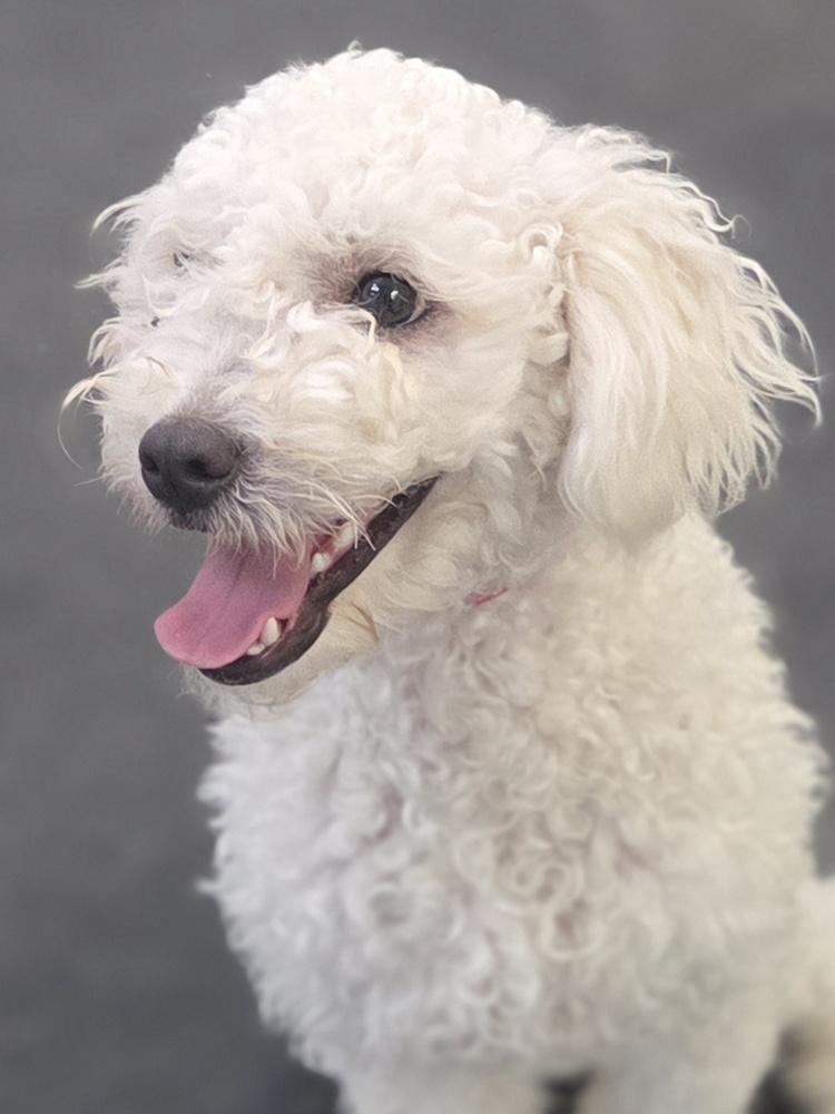 Enlarge Paris, a Adoptable mixed breed in Lockhart, TX image 3/5