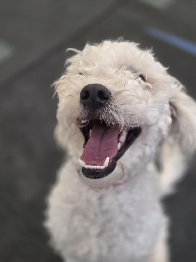 Enlarge Paris, a Adoptable mixed breed in Lockhart, TX image 4/5