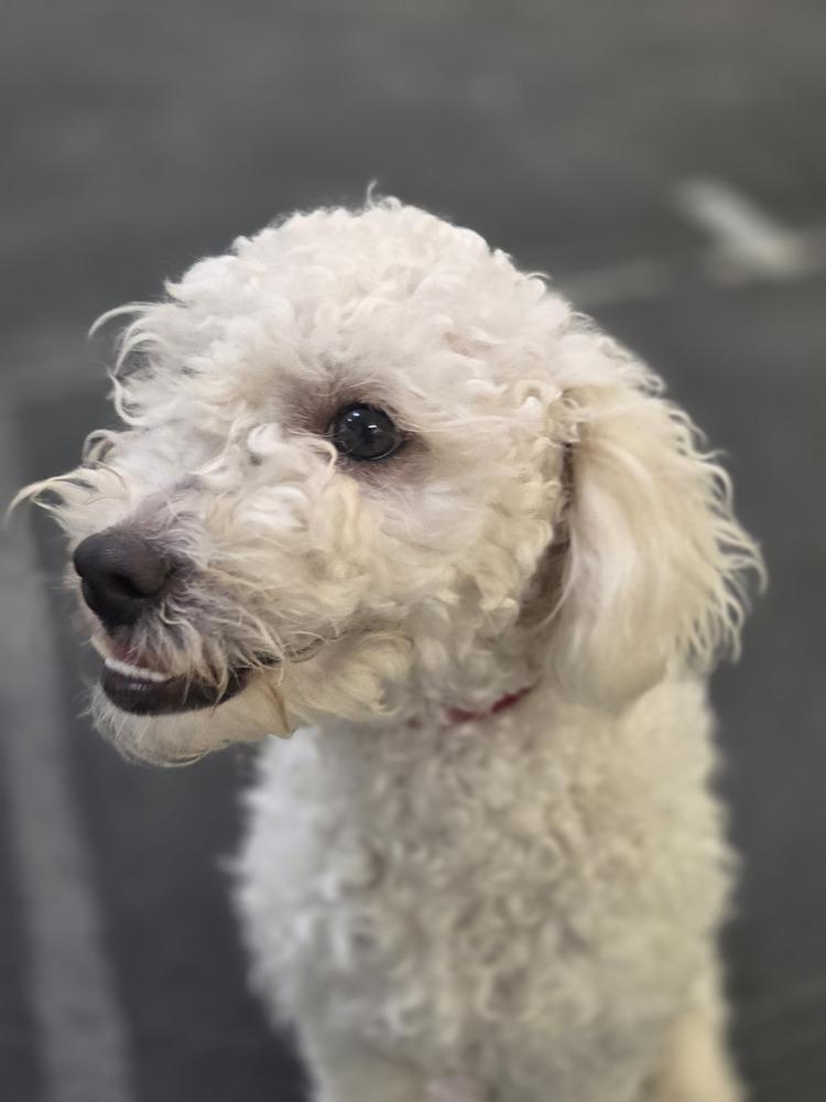 Enlarge Paris, a Adoptable mixed breed in Lockhart, TX image 5/5