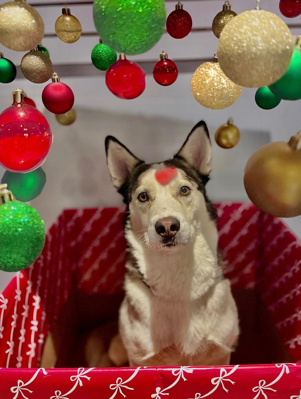 Enlarge Loki, a Adoptable Husky in Greensboro, NC image 4/4