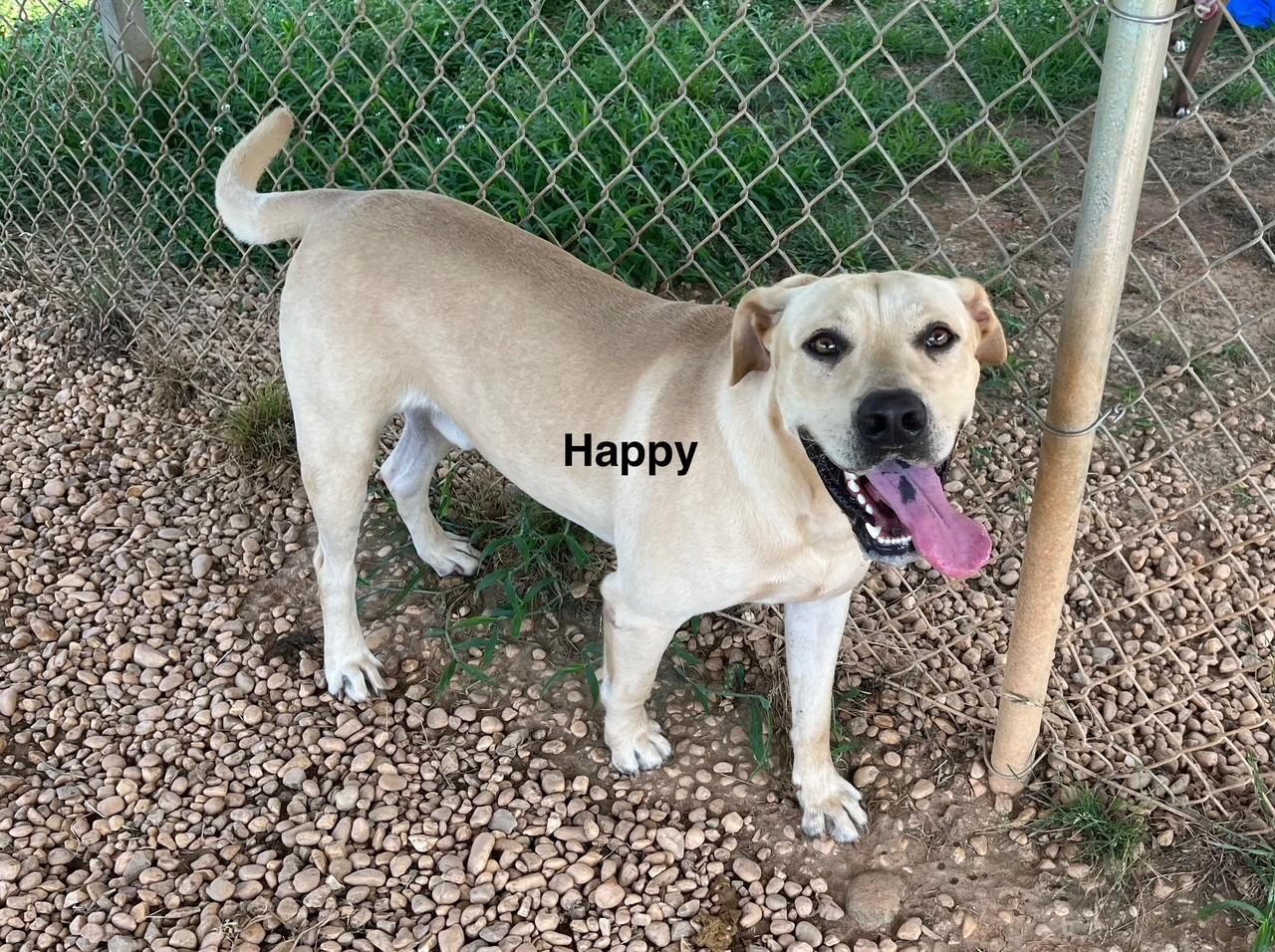 Enlarge Happy, a Adoptable Labrador Retriever in Newberry, SC image 1/6