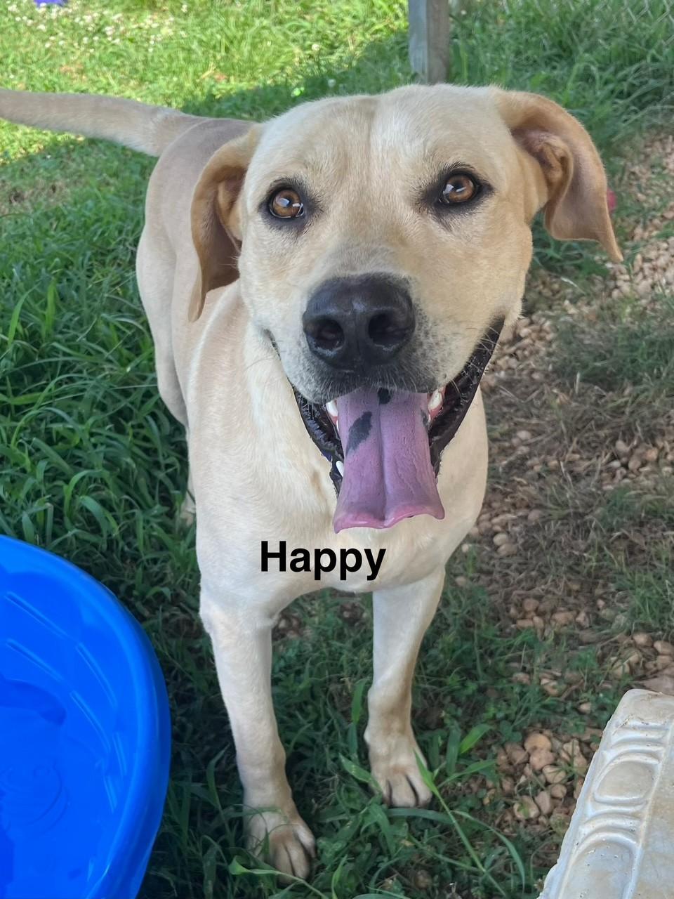 Happy, Adoptable, Young Male Labrador Retriever.