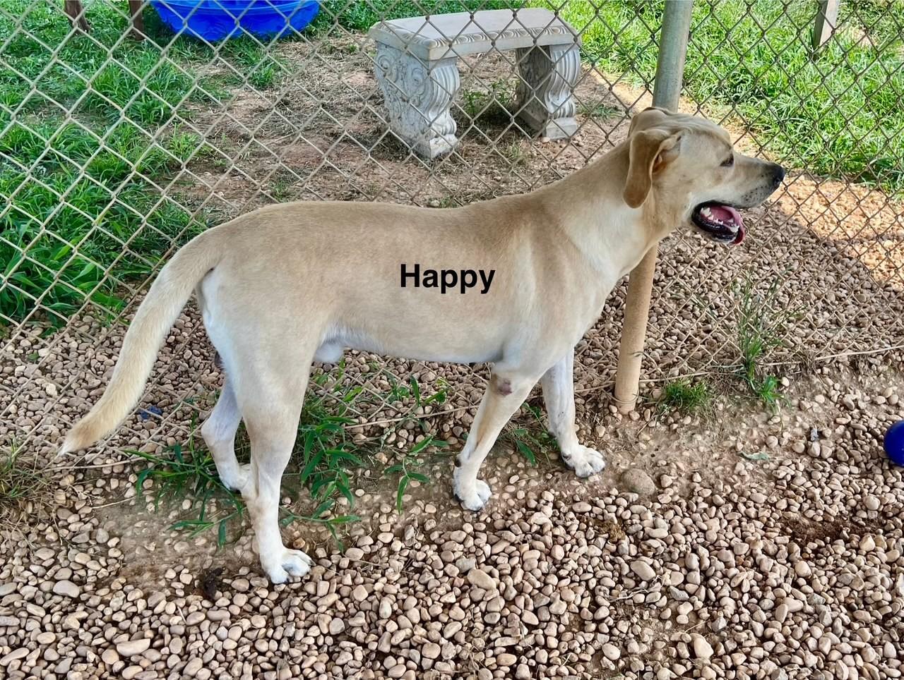 Enlarge Happy, a Adoptable Labrador Retriever in Newberry, SC image 3/6