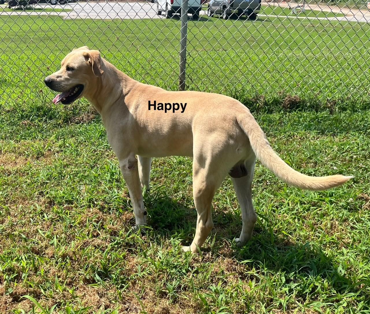 Enlarge Happy, a Adoptable Labrador Retriever in Newberry, SC image 4/6
