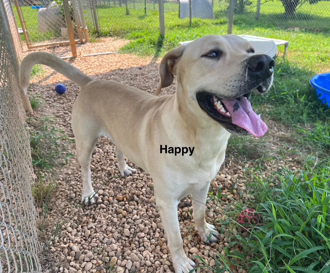 Enlarge Happy, a Adoptable Labrador Retriever in Newberry, SC image 5/6