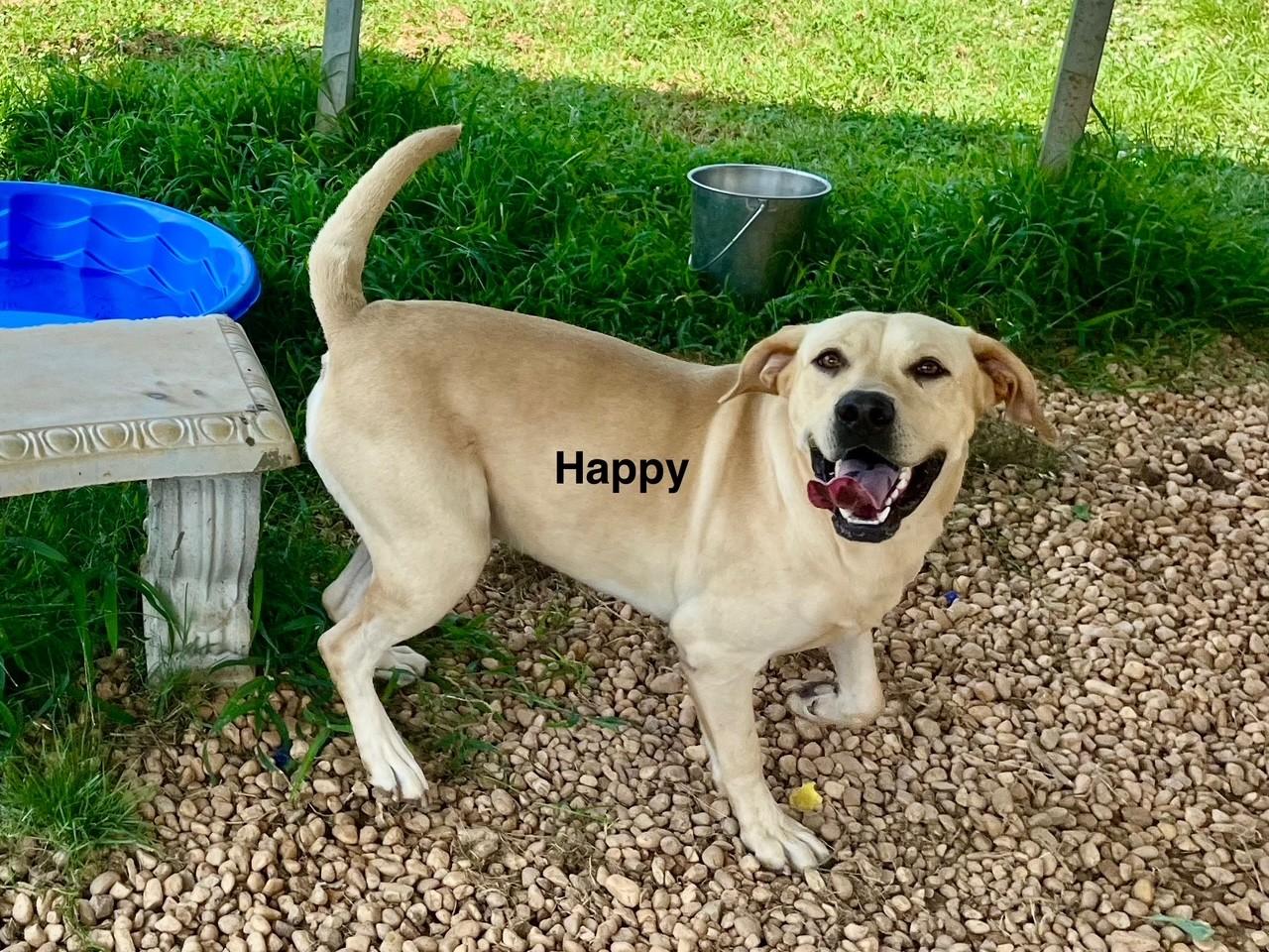 Enlarge Happy, a Adoptable Labrador Retriever in Newberry, SC image 6/6