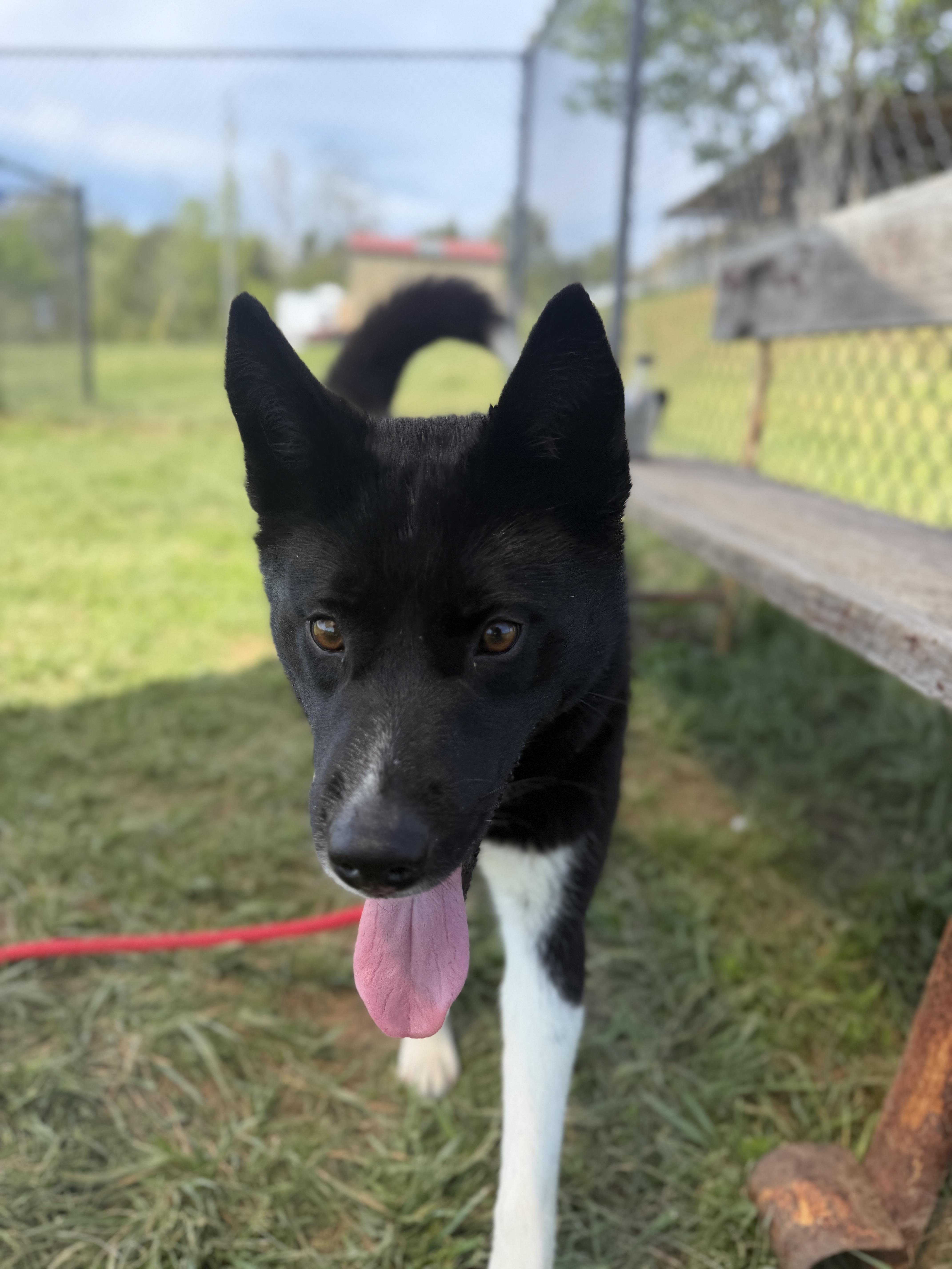 Yuki, adopted, Young Female Husky & Border Collie.