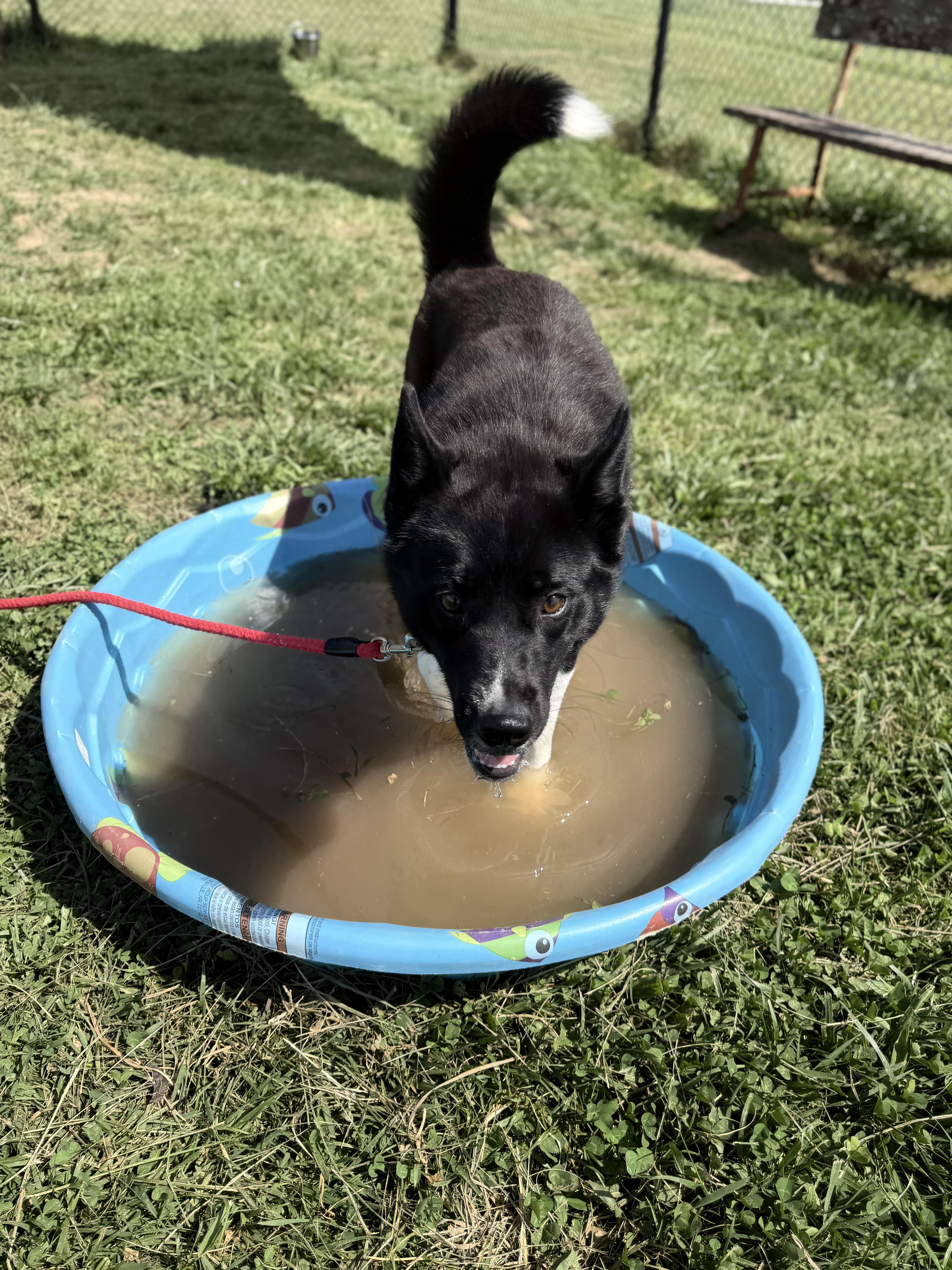 Enlarge Yuki, an adopted mixed breed in Lebanon, TN image 2/5