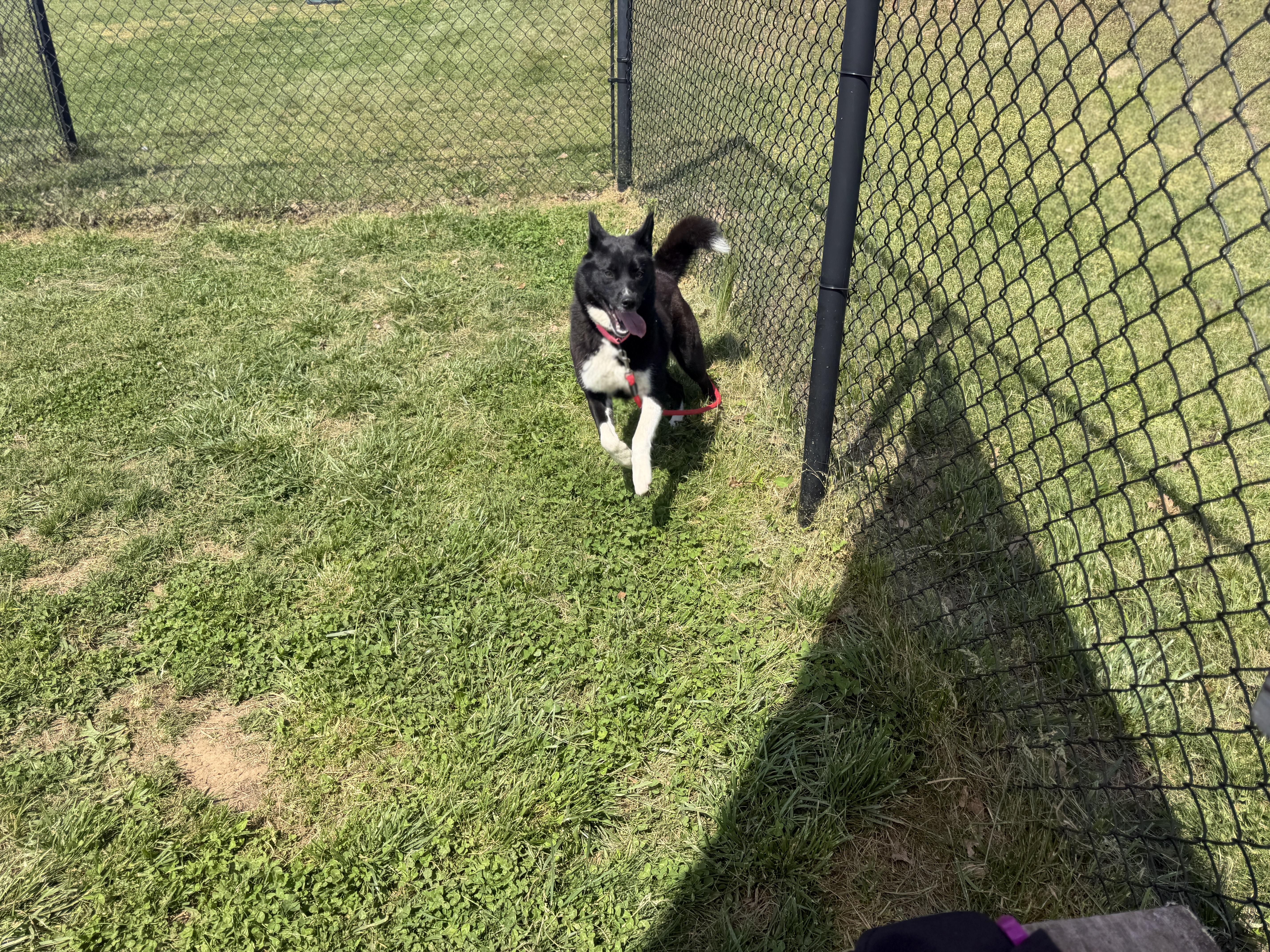 Enlarge Yuki, an adopted mixed breed in Lebanon, TN image 5/5