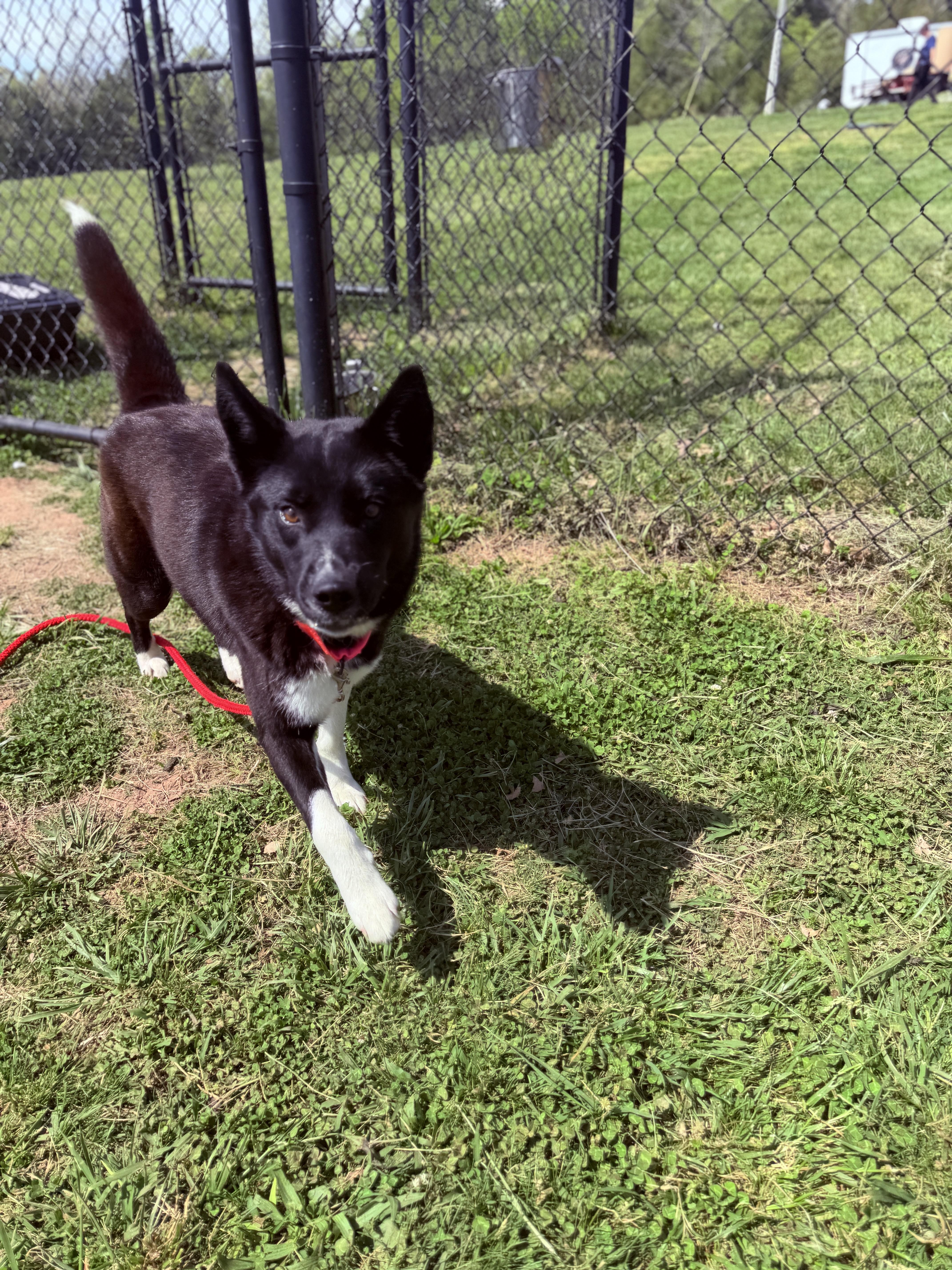 Enlarge Yuki, an adopted mixed breed in Lebanon, TN image 3/5