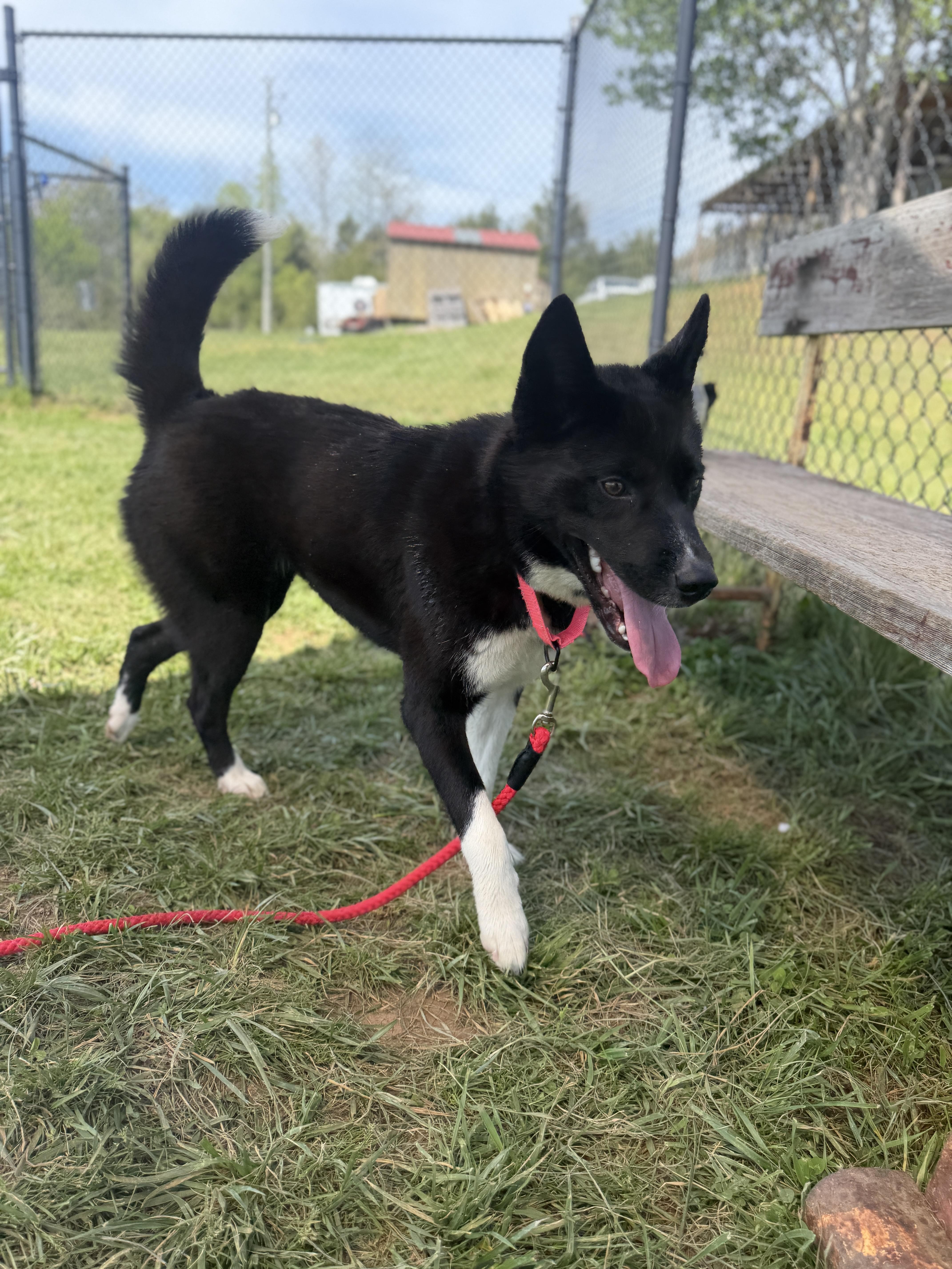 Enlarge Yuki, an adopted mixed breed in Lebanon, TN image 4/5