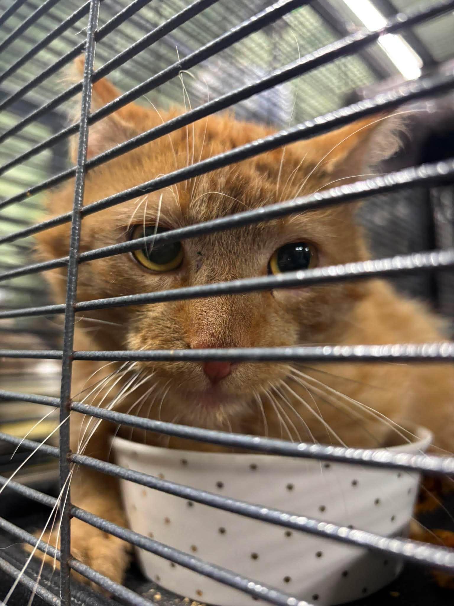 Enlarge GOOSE 2, a Adoptable Domestic Short Hair in Tillsonburg, ON image 4/4