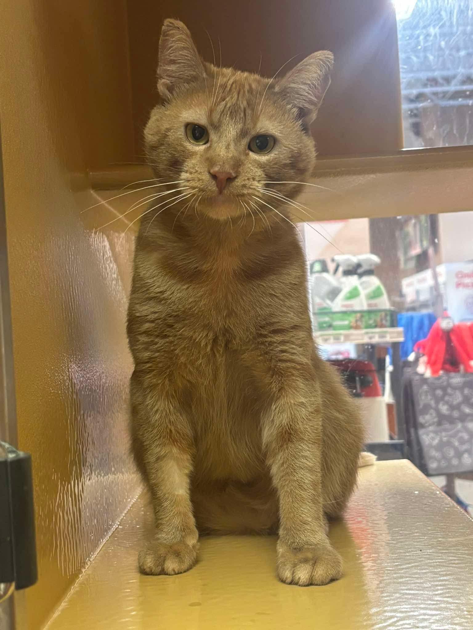 Enlarge GOOSE 2, a Adoptable Domestic Short Hair in Tillsonburg, ON image 1/4