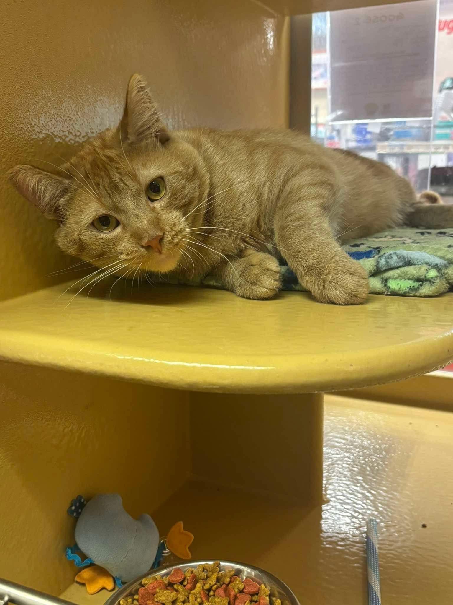 Enlarge GOOSE 2, a Adoptable Domestic Short Hair in Tillsonburg, ON image 2/4