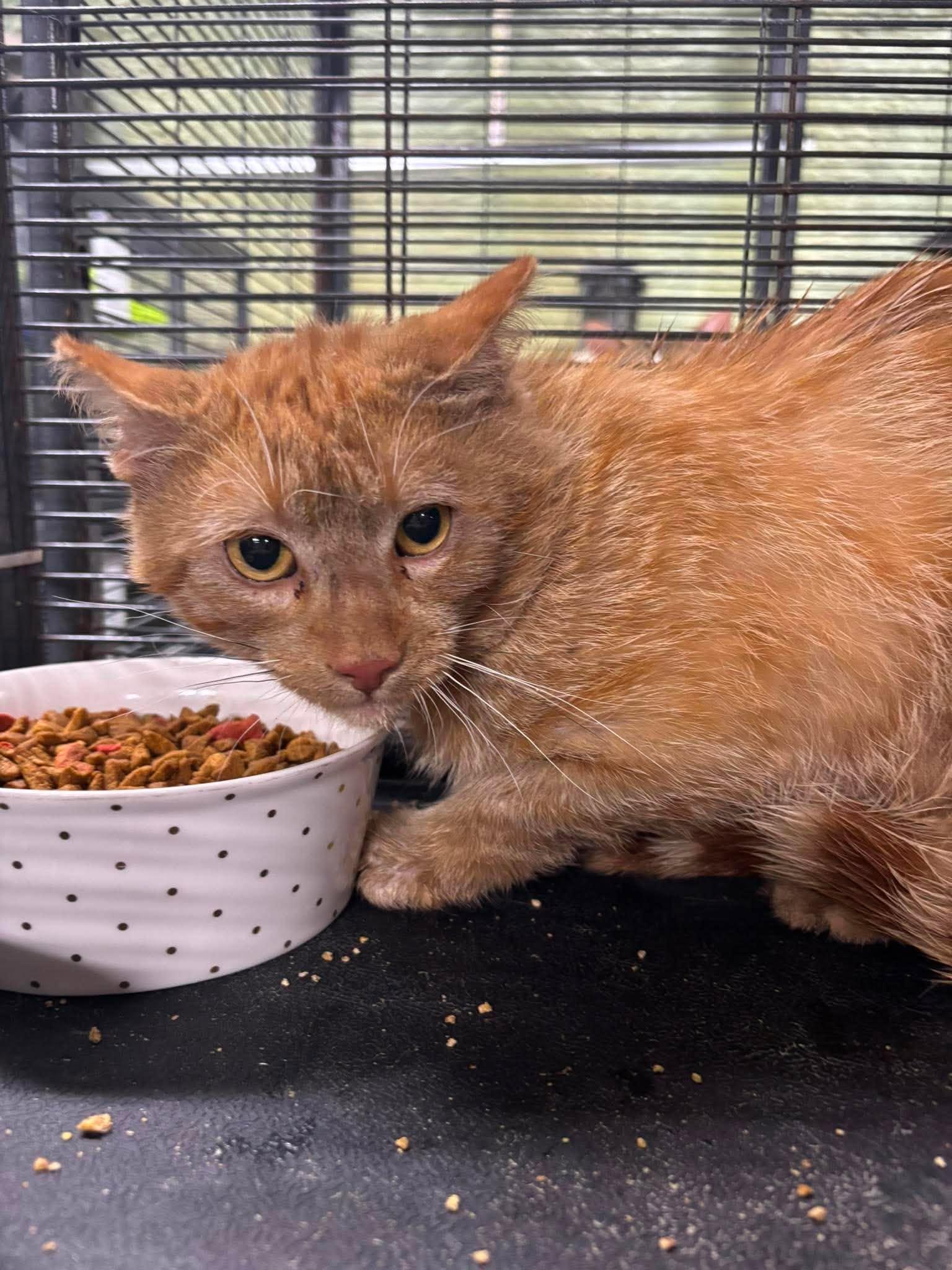 Enlarge GOOSE 2, a Adoptable Domestic Short Hair in Tillsonburg, ON image 3/4