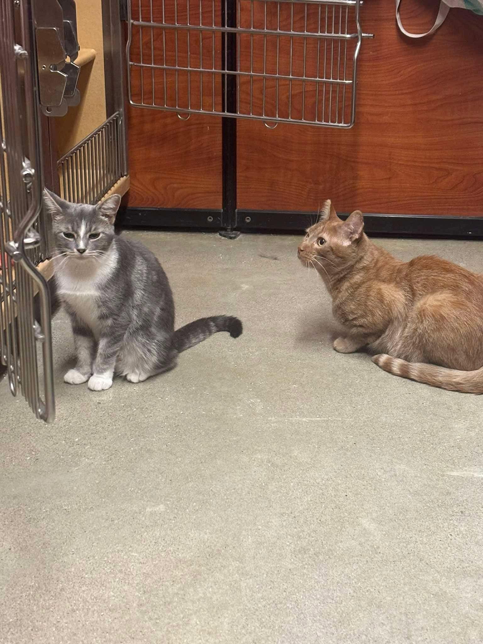 Enlarge GOOSE 2, a Adopted Domestic Short Hair in Tillsonburg, ON image 6/6