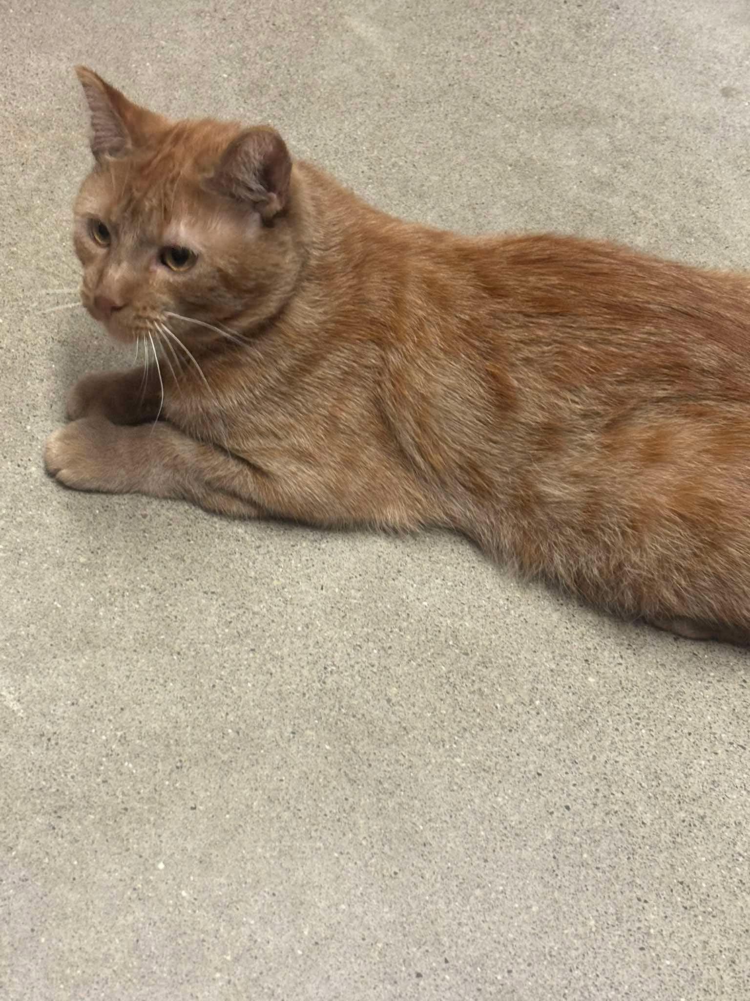 Enlarge GOOSE 2, a Adopted Domestic Short Hair in Tillsonburg, ON image 5/6